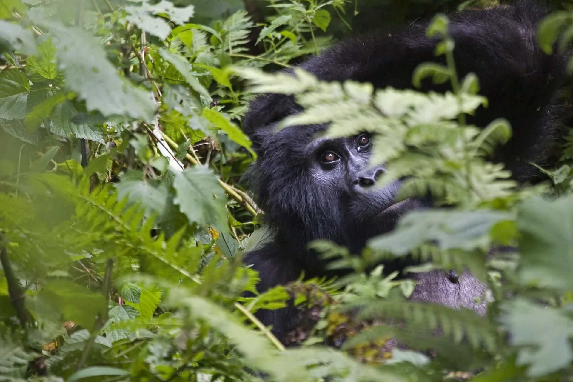 Où voir des gorilles en Afrique ?