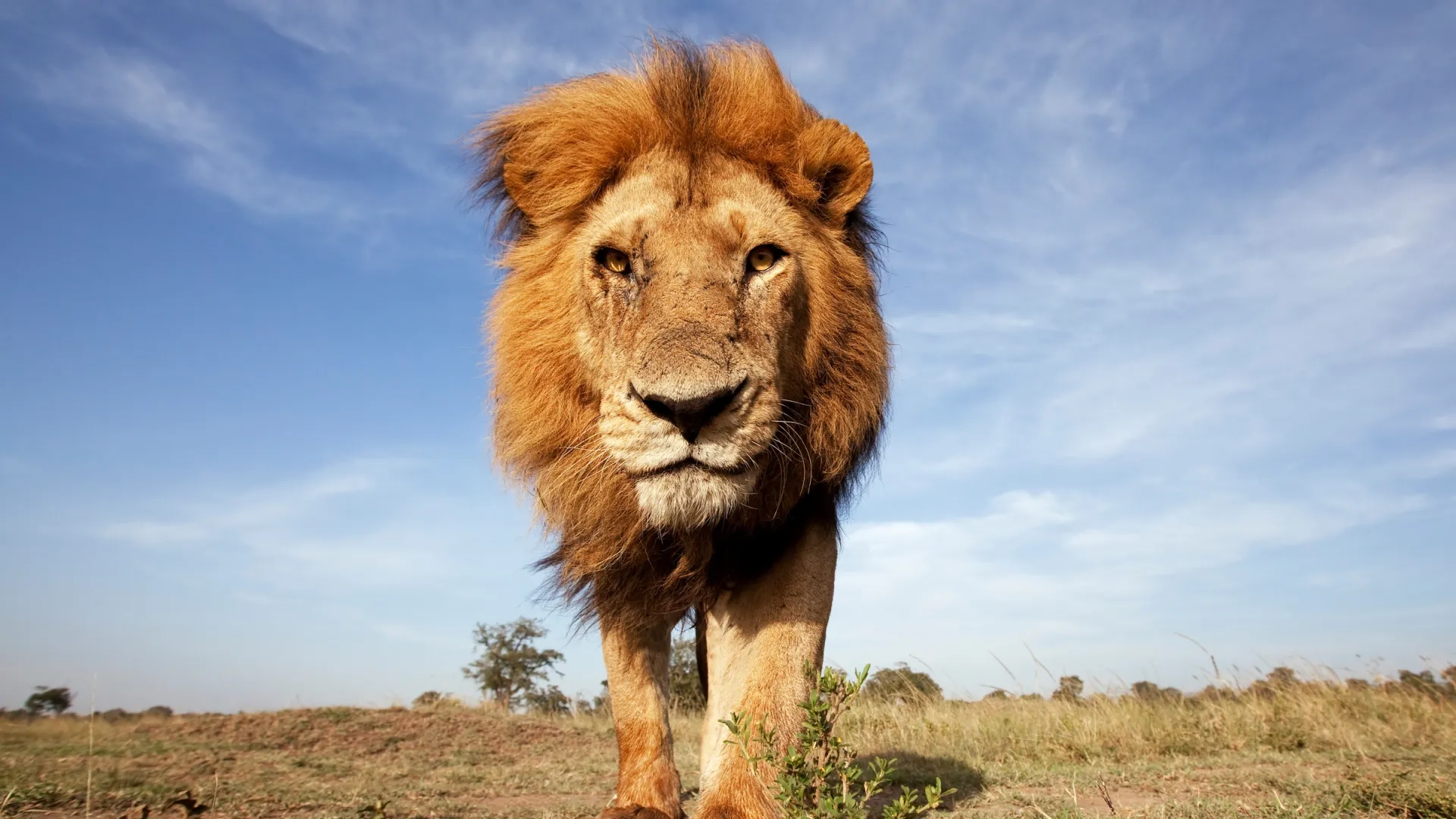 Où voir des lions en Afrique ?