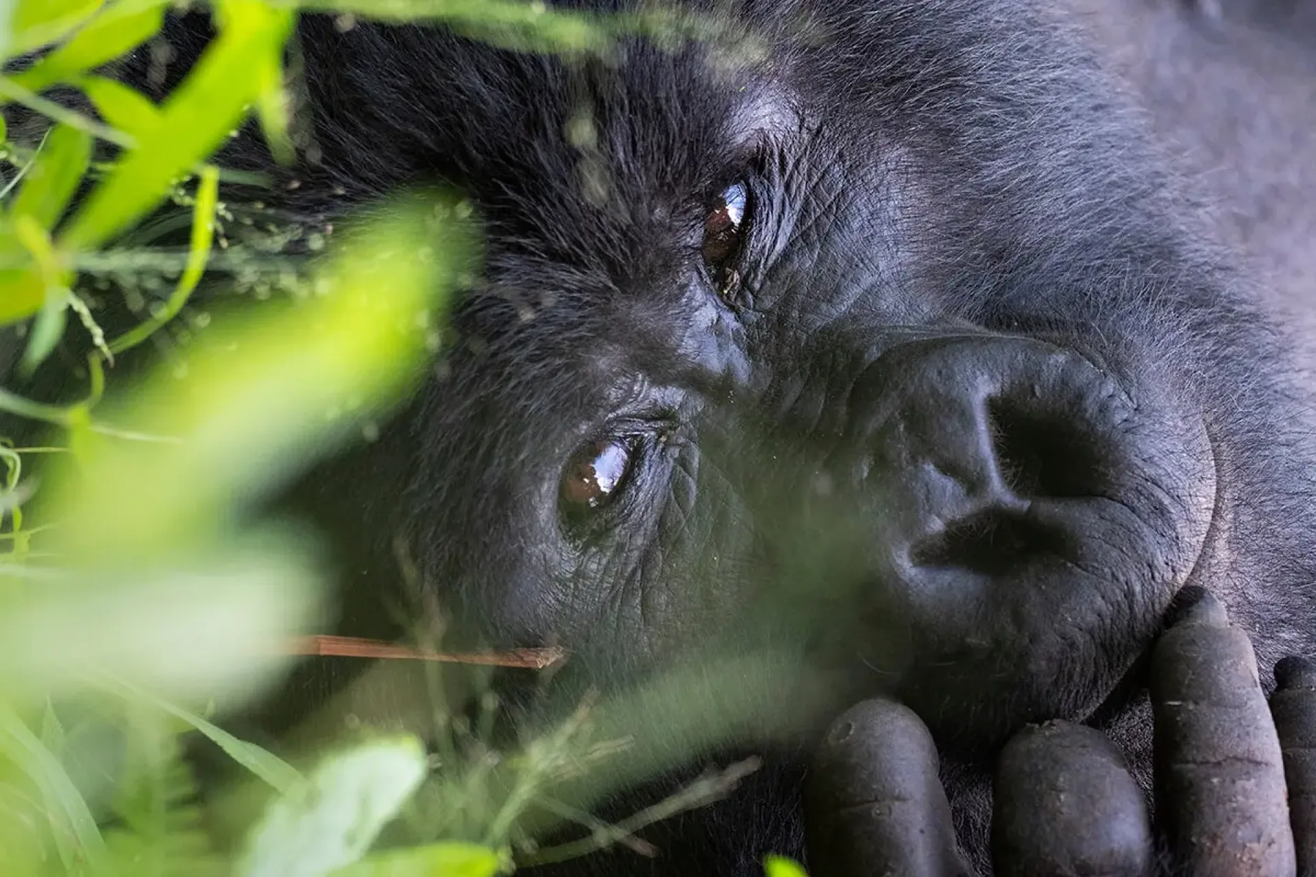 Ouganda ou Rwanda pour les gorilles ?