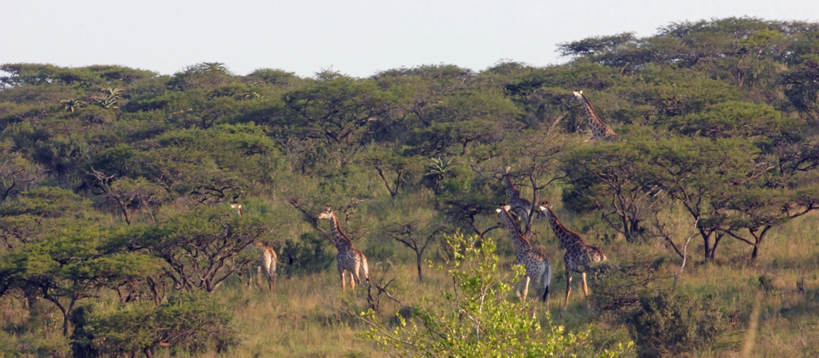 Pilanesberg National Park