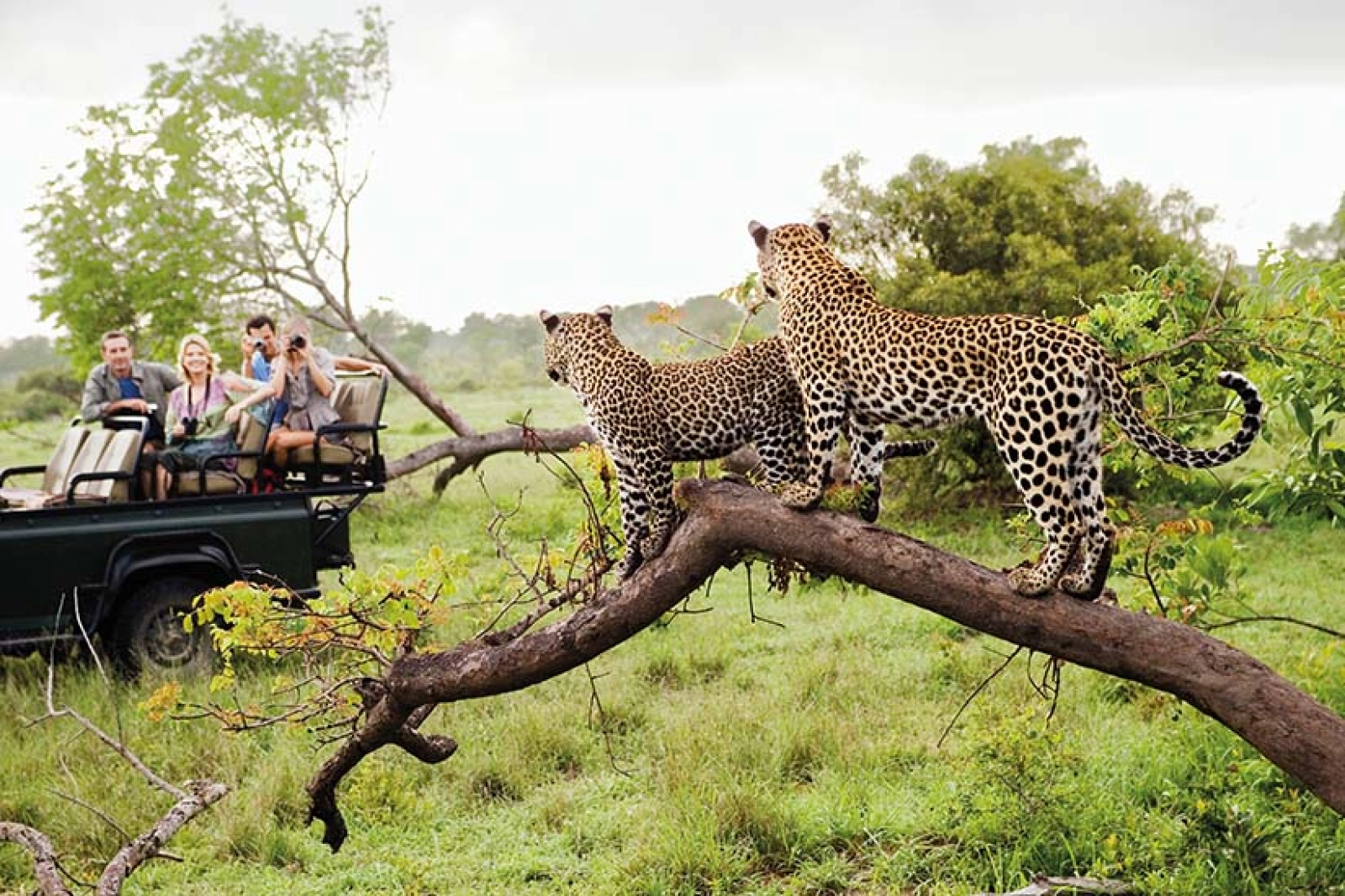 Prix d'un safari solo