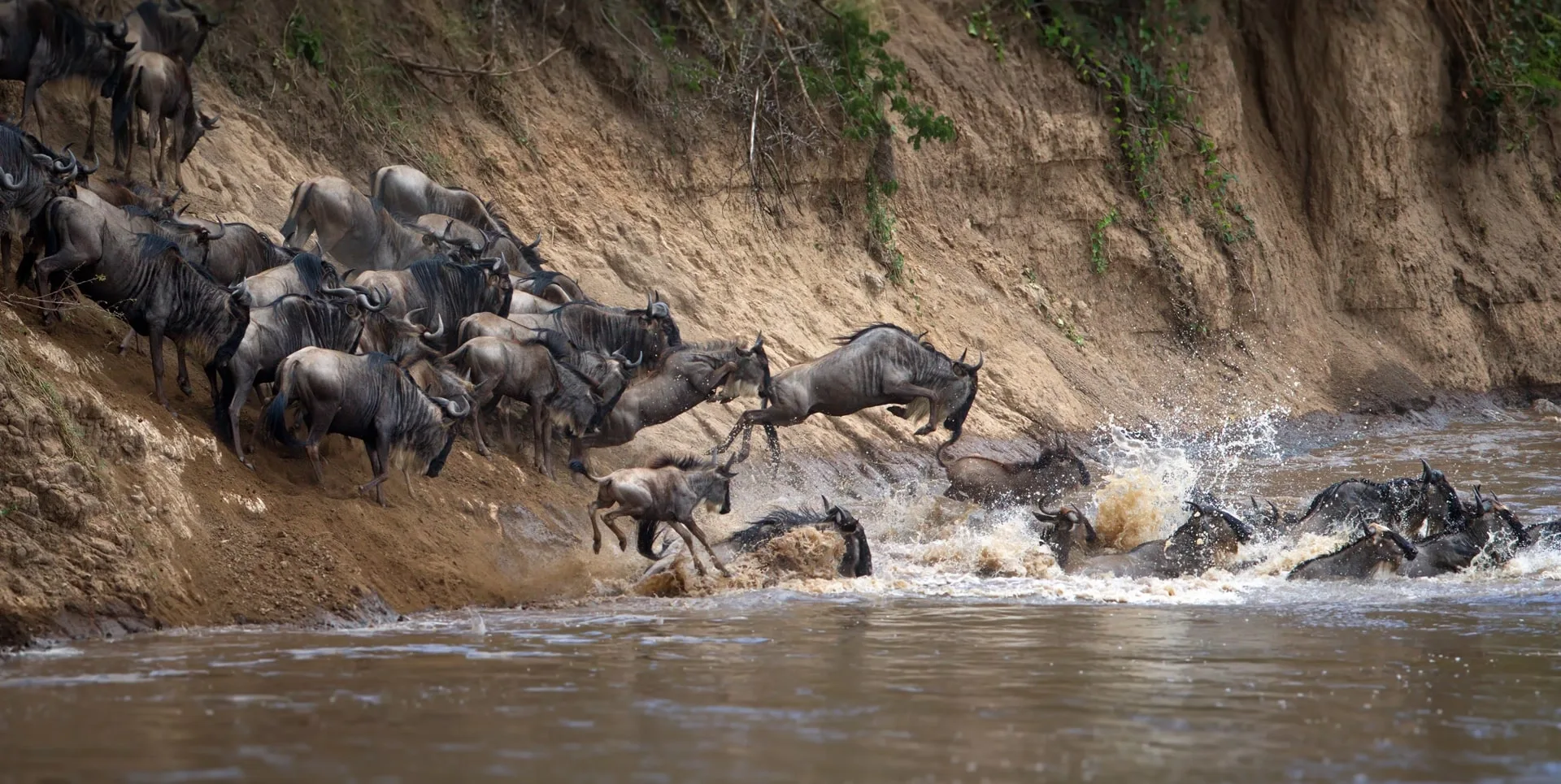 Quand partir en Tanzanie pour un safari ?