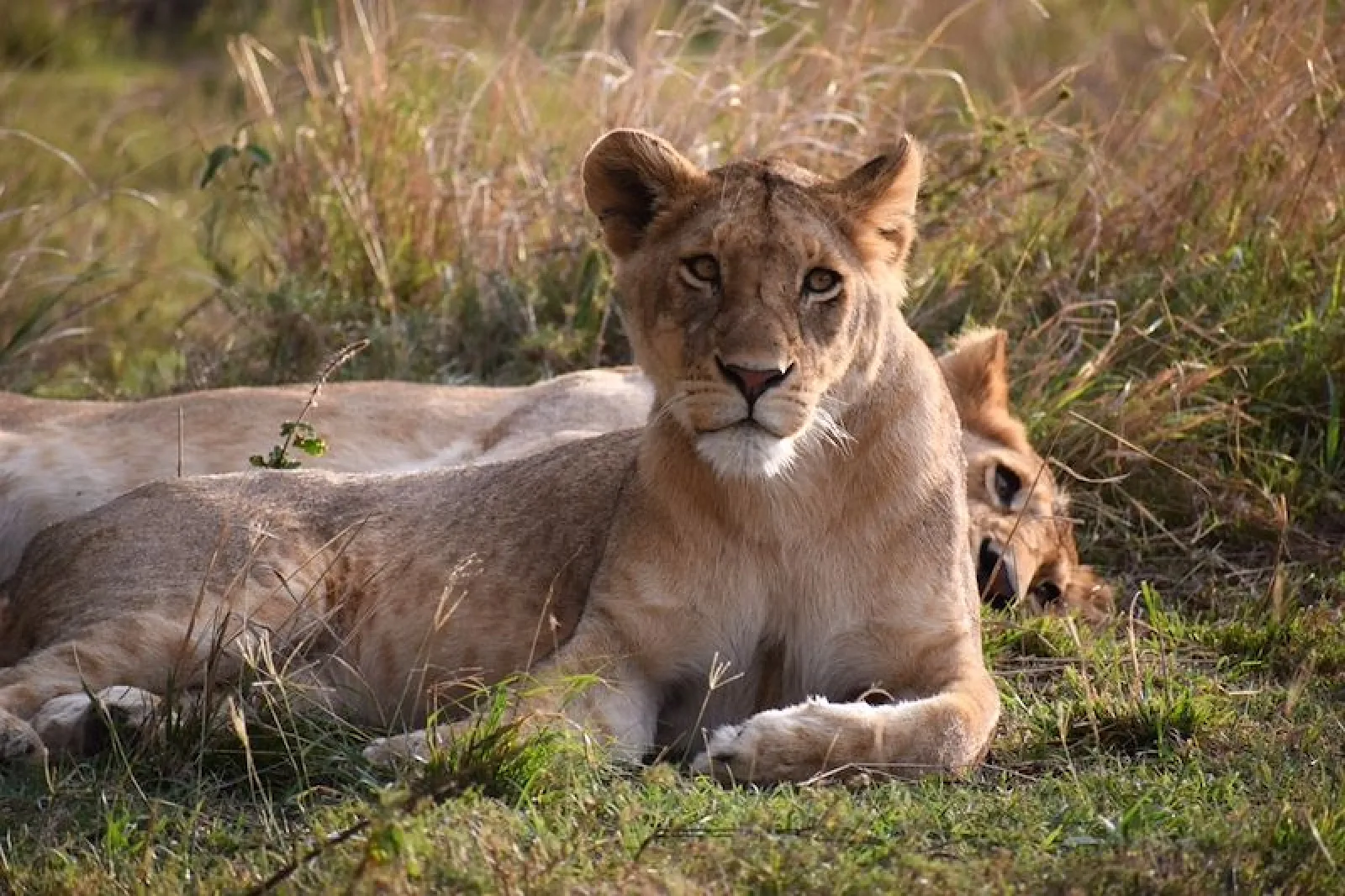 Quelle est la meilleure période pour commencer à préparer un safari 2027