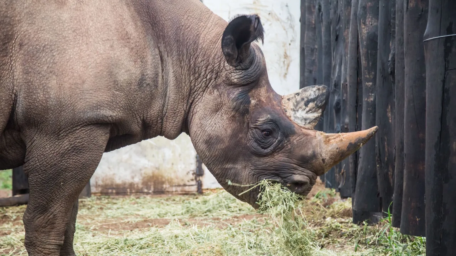 Rhinos in Rwanda