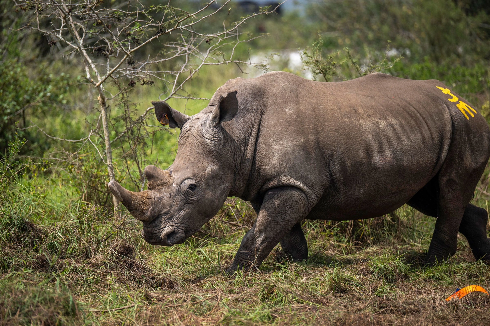 Rhinos in South Africa