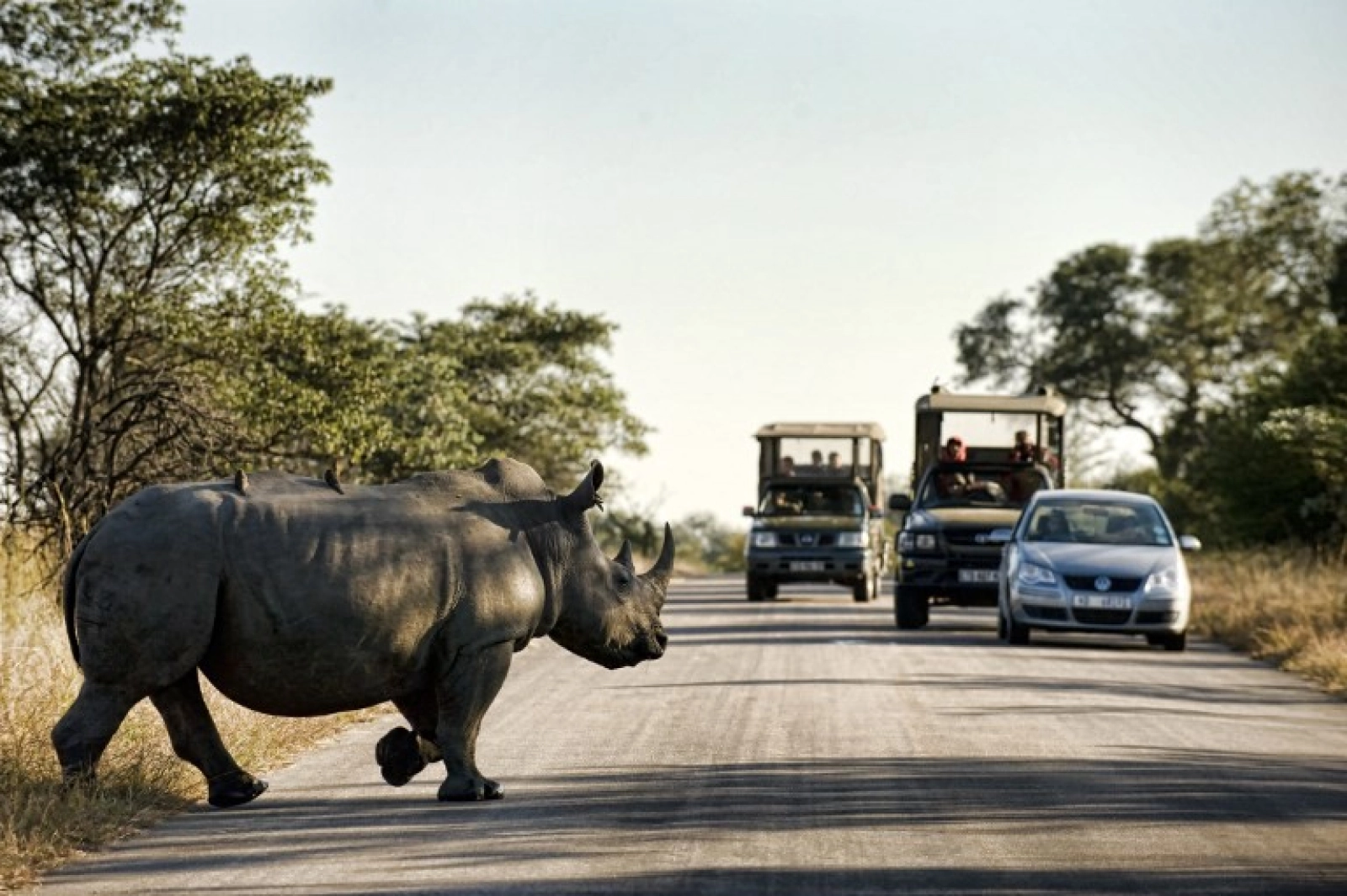 Rhinos on an African safari