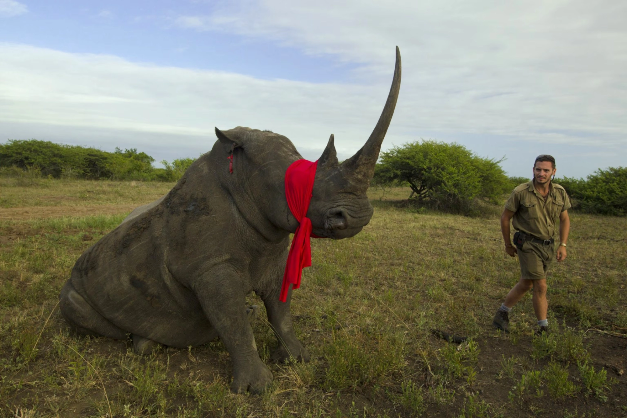 Rhinos on an African safari
