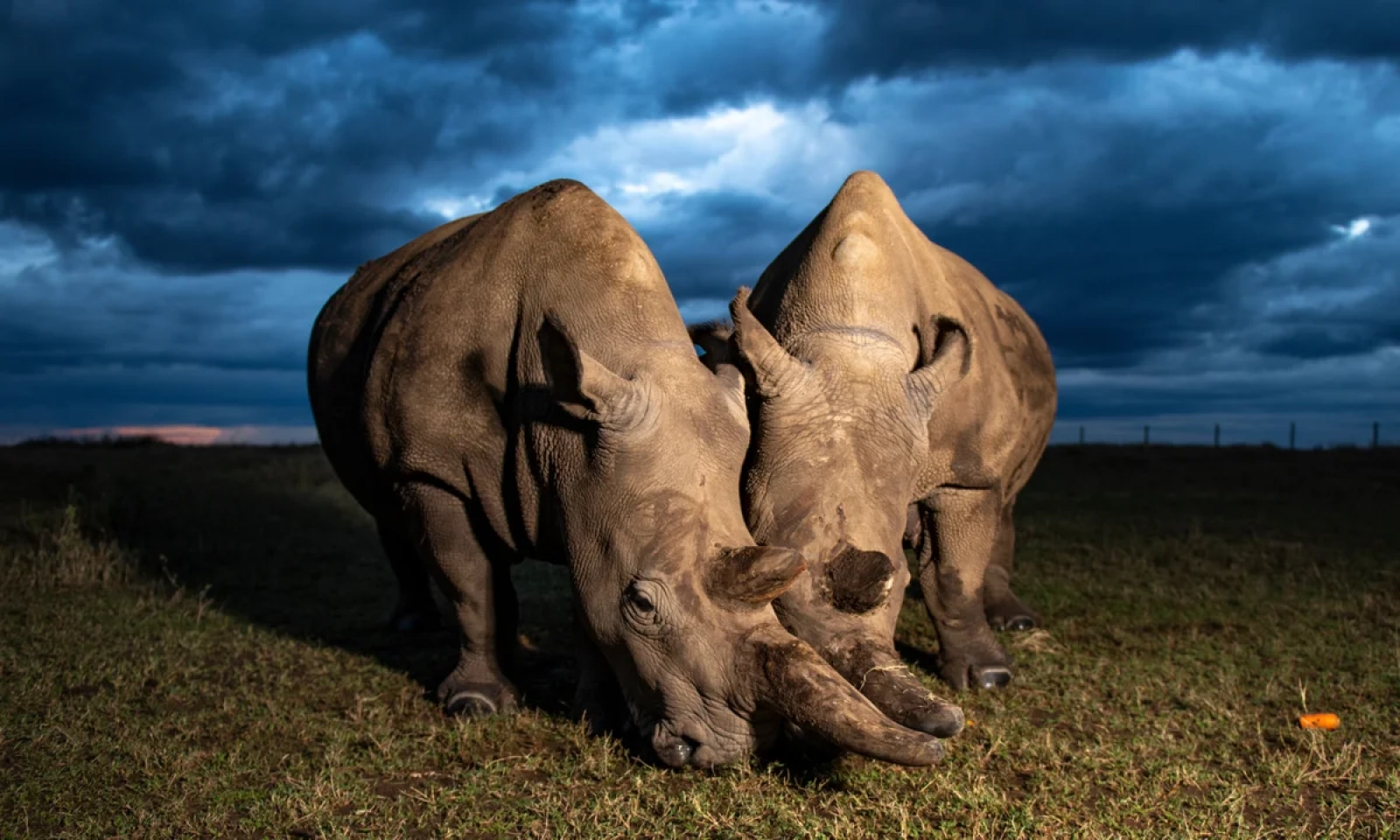 Rhinos on an African safari