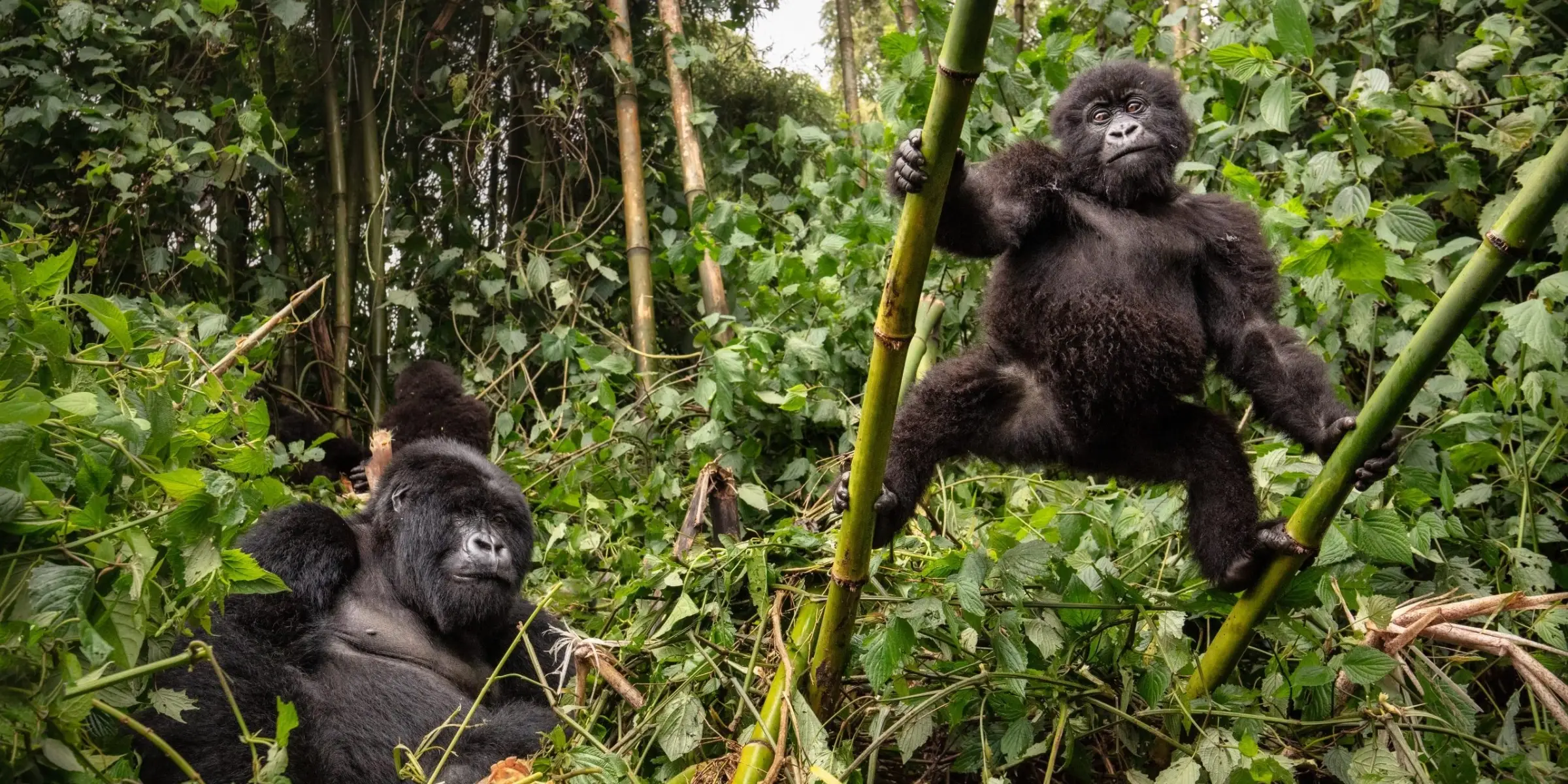 Rwanda or Uganda: which is better for gorilla trekking?