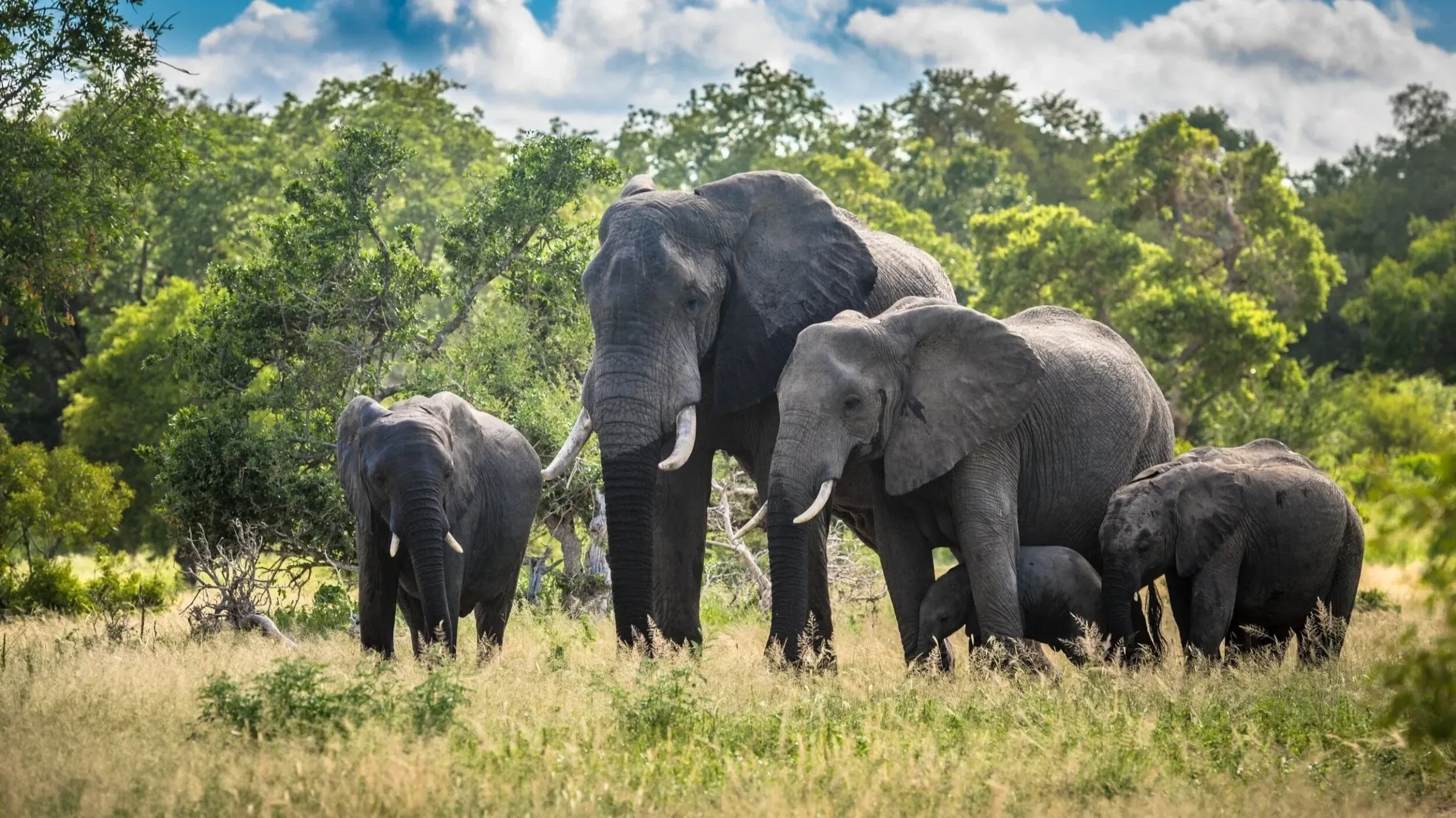 Safari Afrique 12 jours : itinéraire et budget