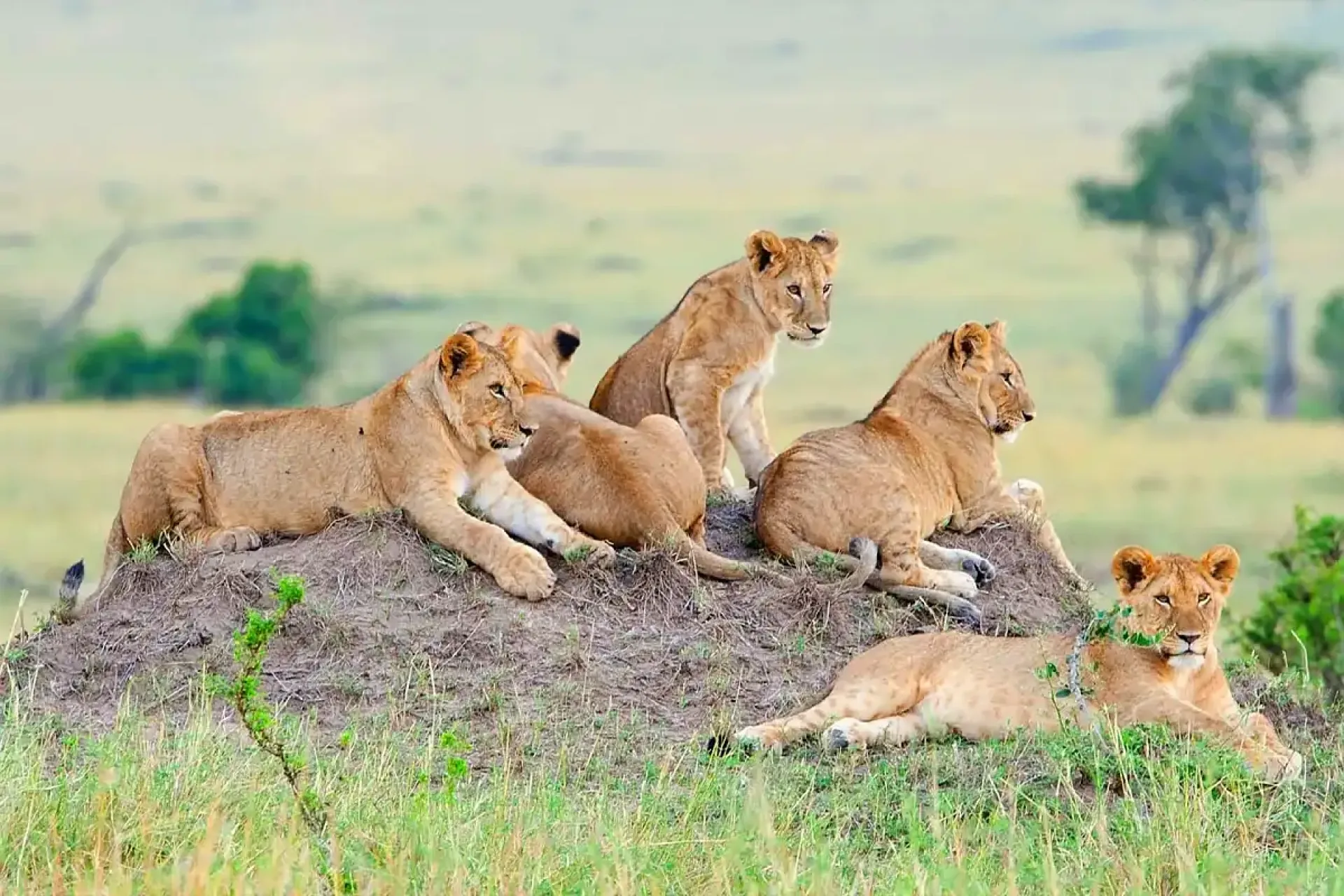 Safari Afrique 14 jours : itinéraire et budget