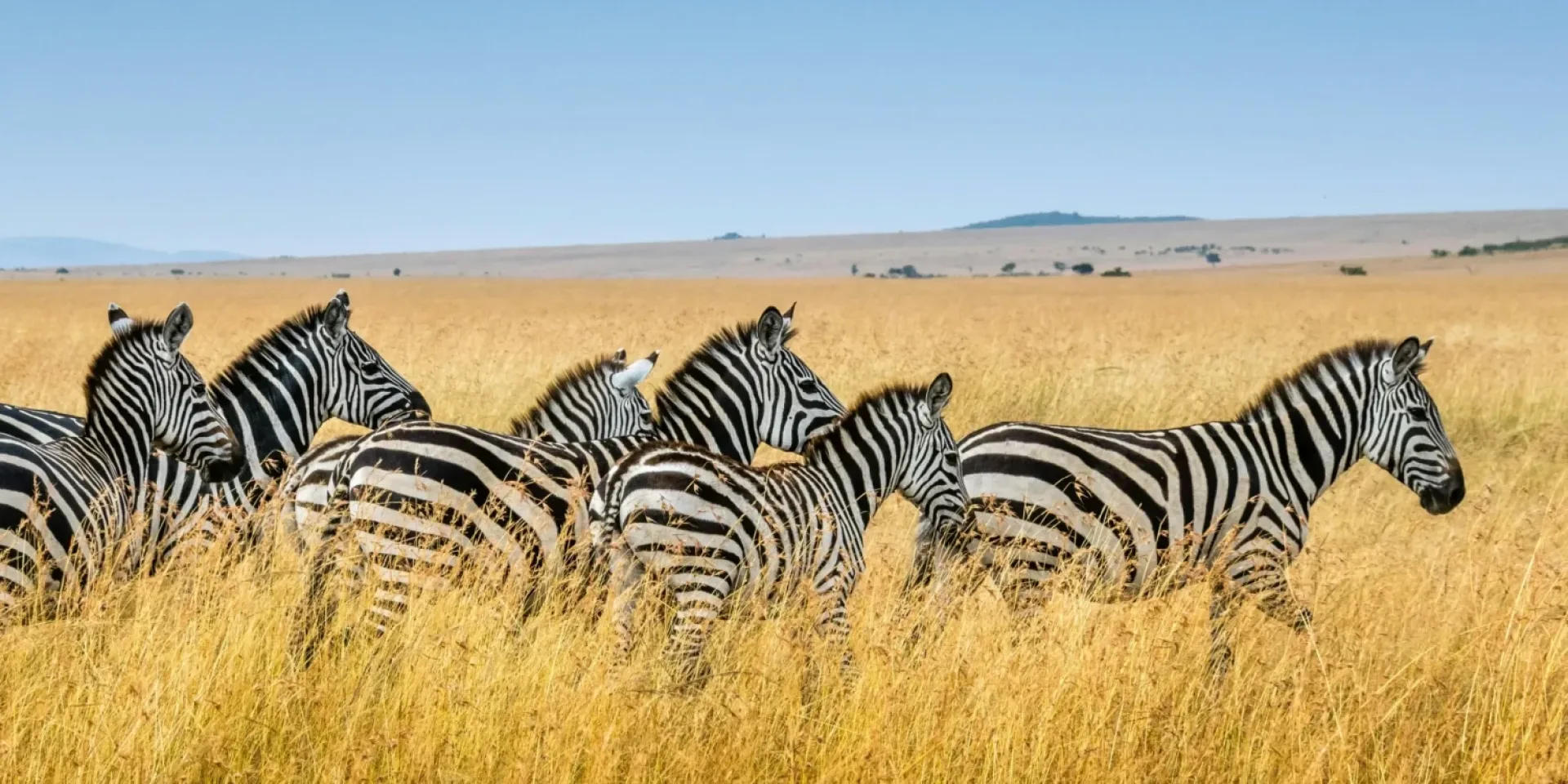 Safari Afrique 2027 : conseils et organisation
