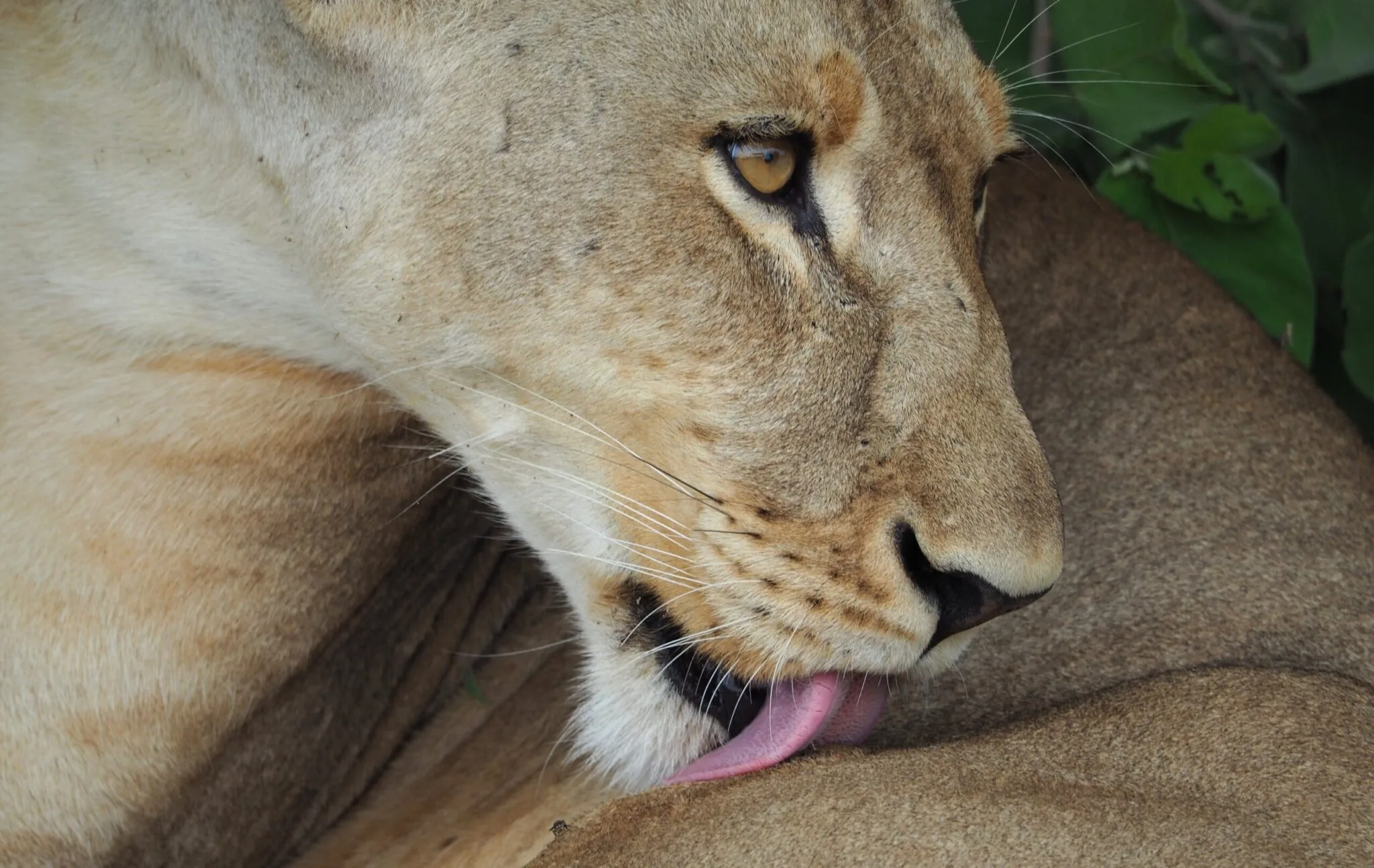 Safari Afrique 4 jours : itinéraire et budget