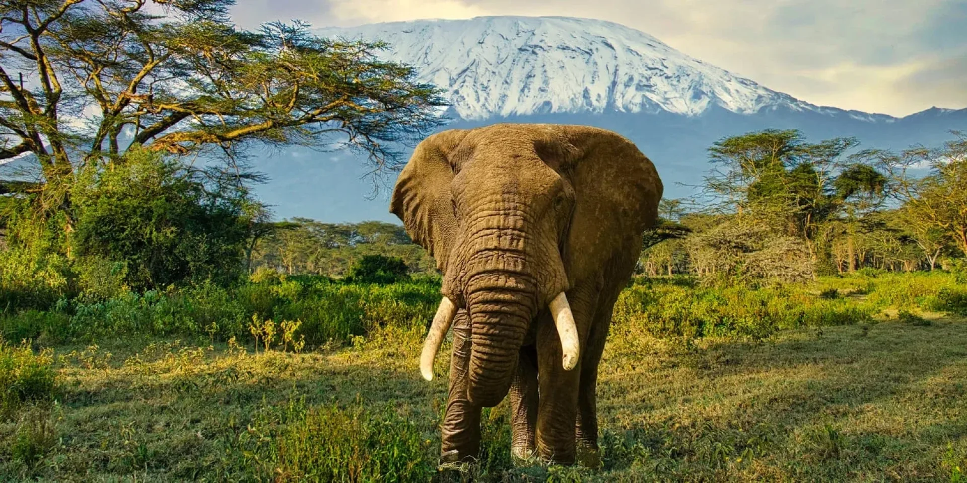 Safari Afrique 6 jours : itinéraire et budget