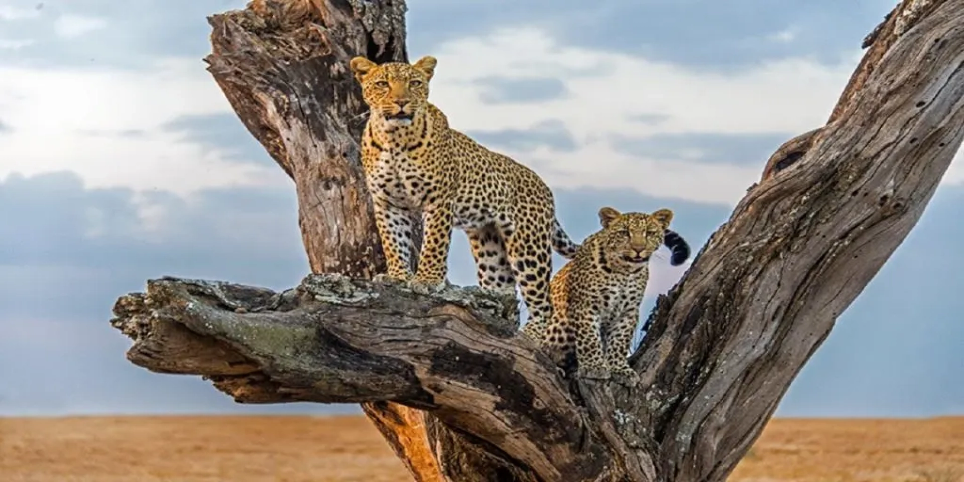 Safari Afrique 7 jours : itinéraire et budget