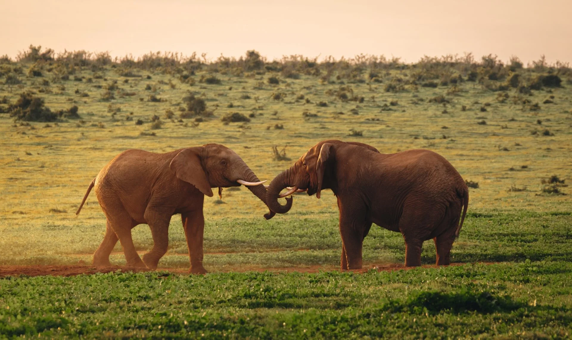 Safari Afrique 8 jours : itinéraire et budget