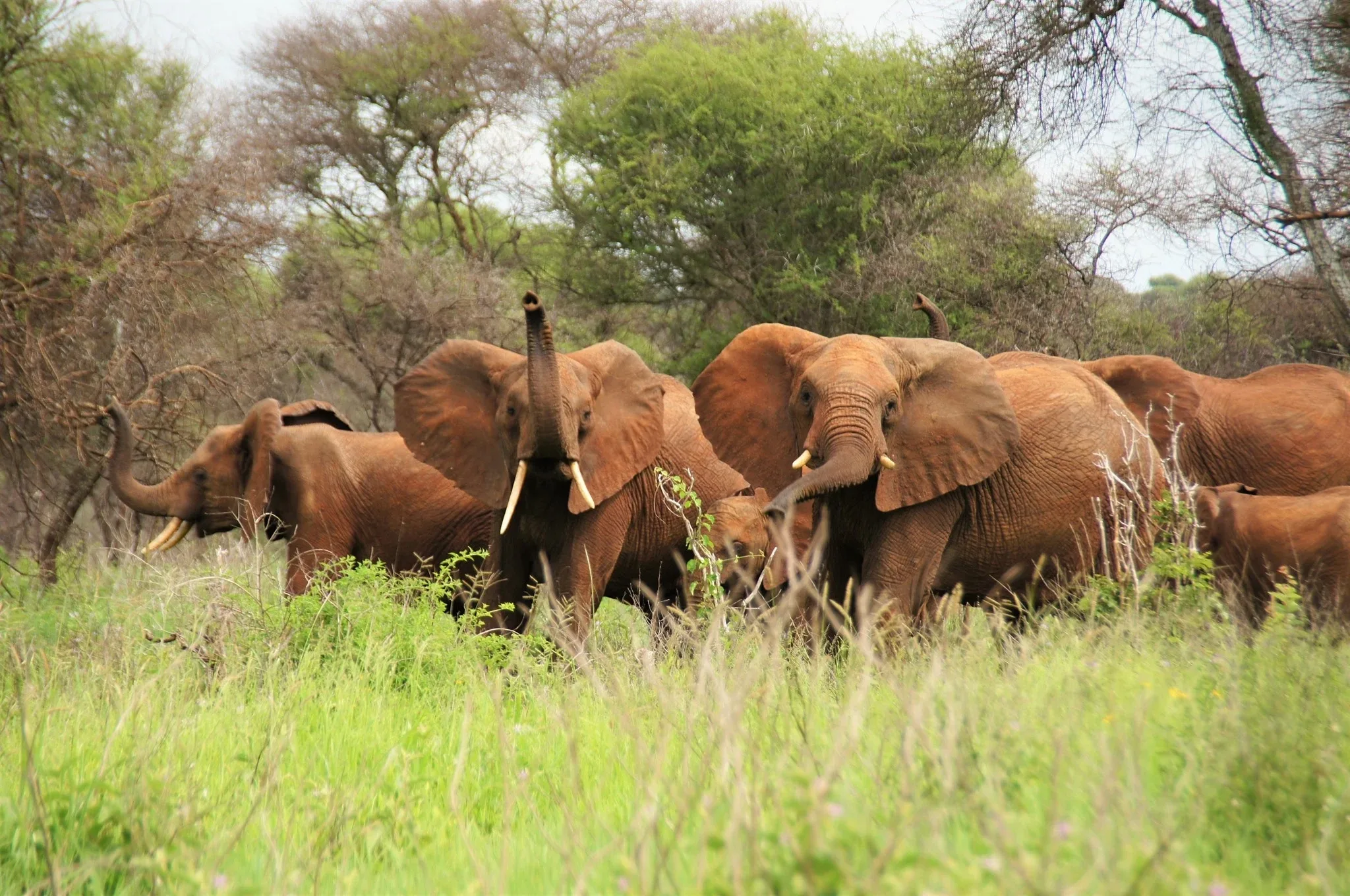 Safari Afrique départ Montréal : conseils et organisation