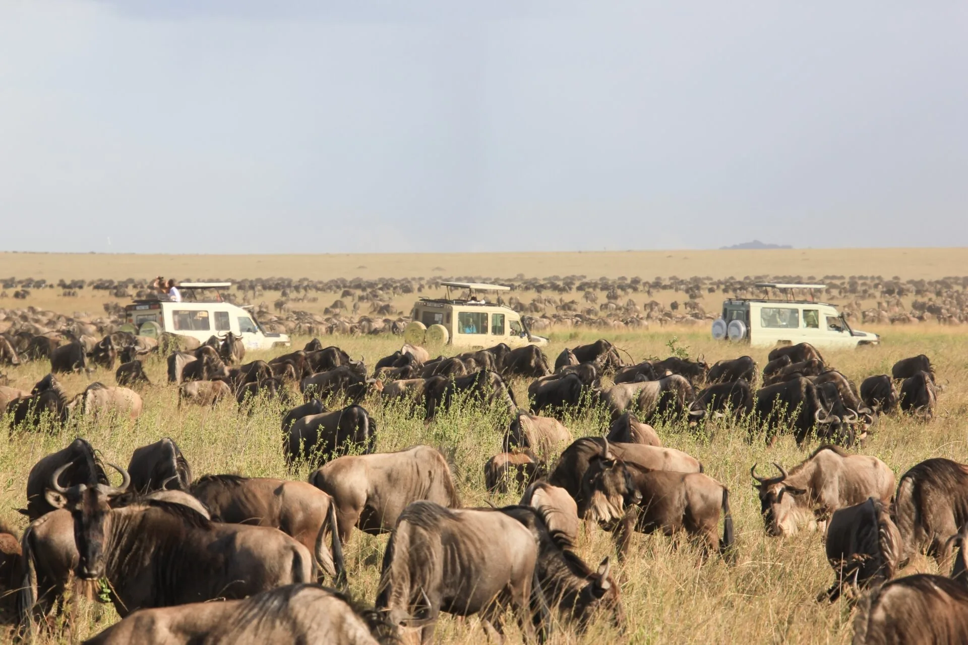 Safari Afrique en décembre : où partir ?