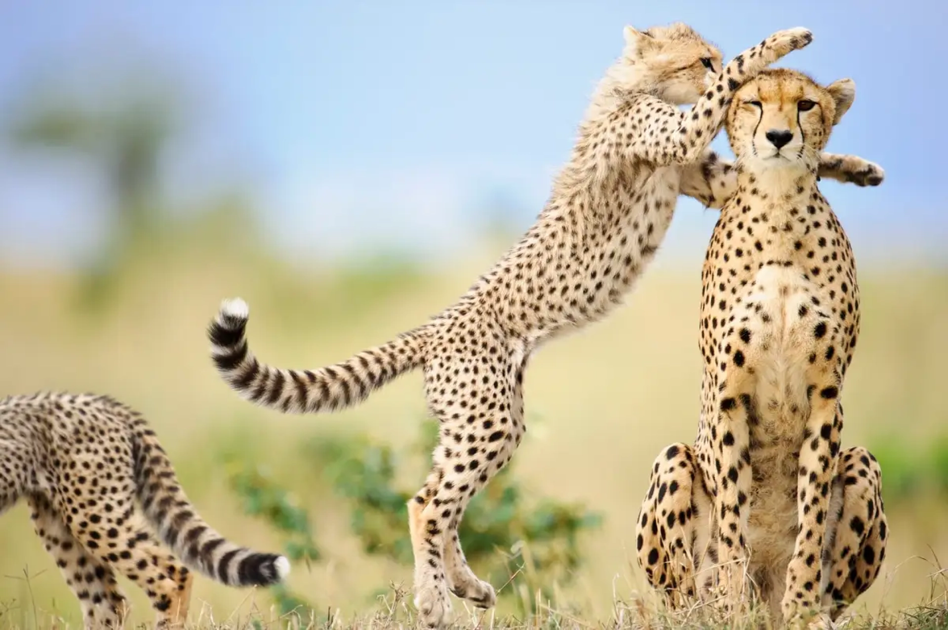 Safari Afrique en février : où partir ?