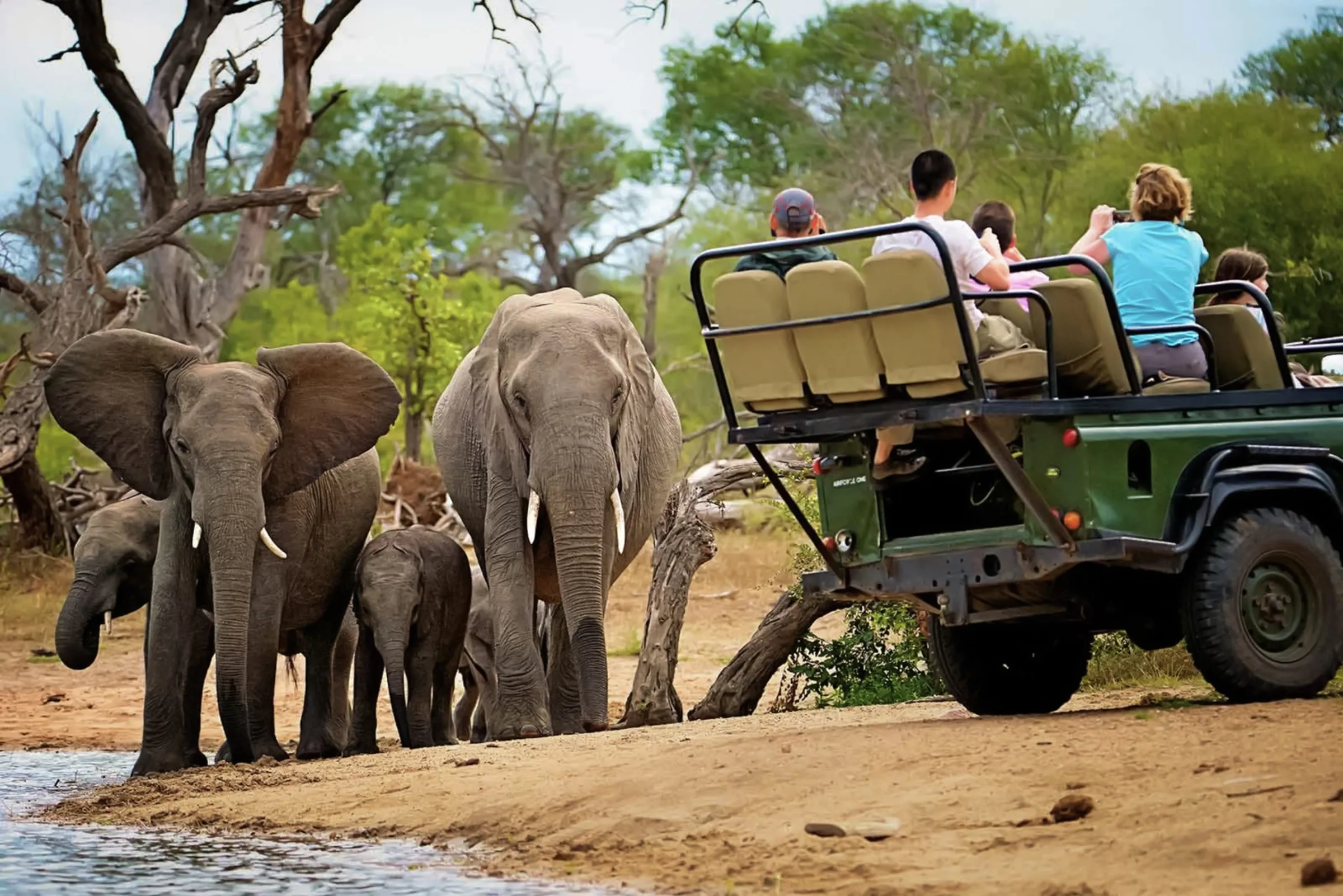 Safari Afrique en groupe : conseils et organisation