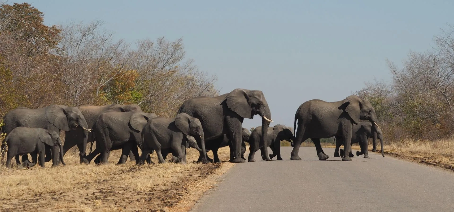 Safari Afrique en mai : où partir ?