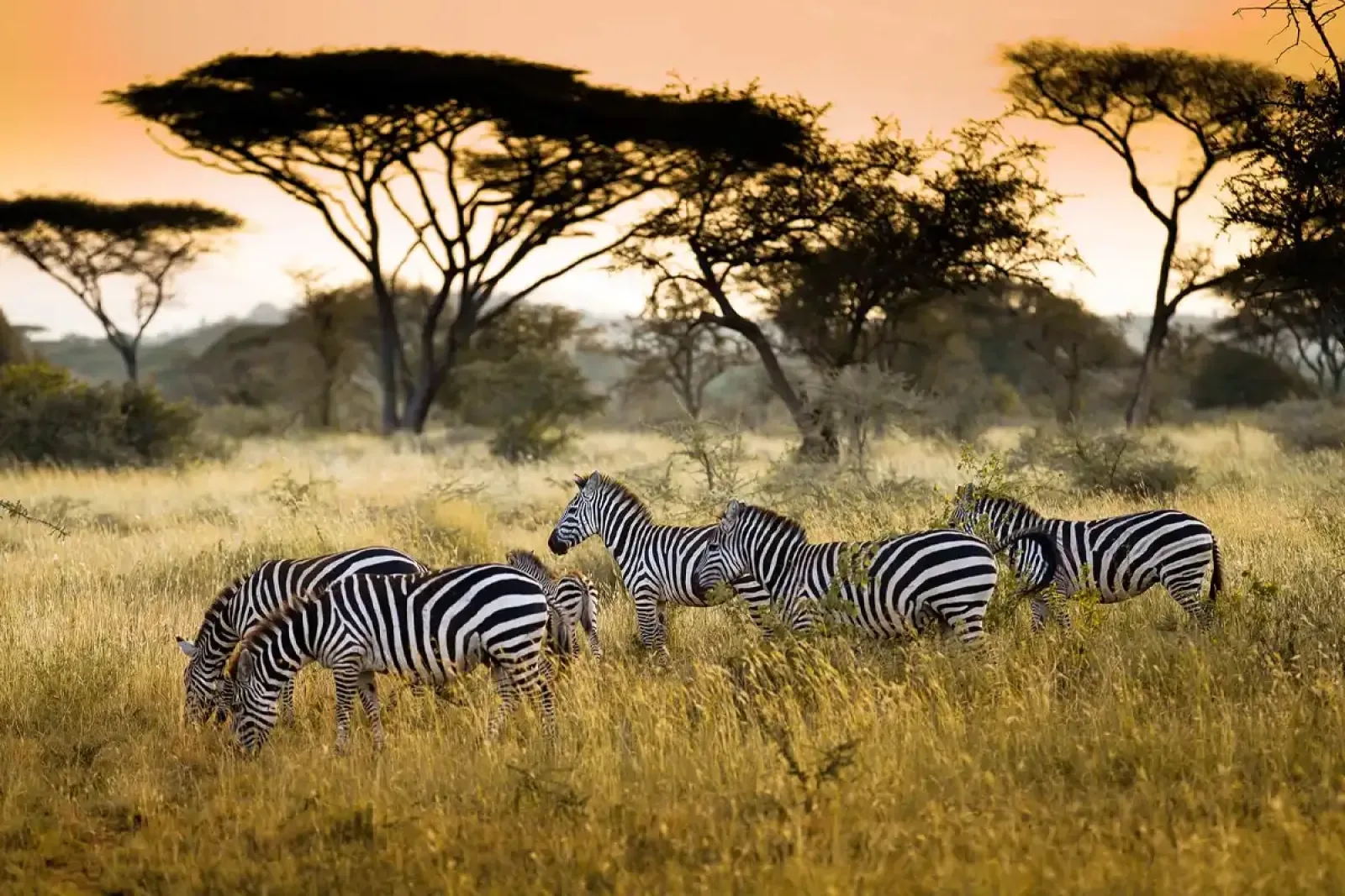 Safari Afrique prix par jour : conseils complet