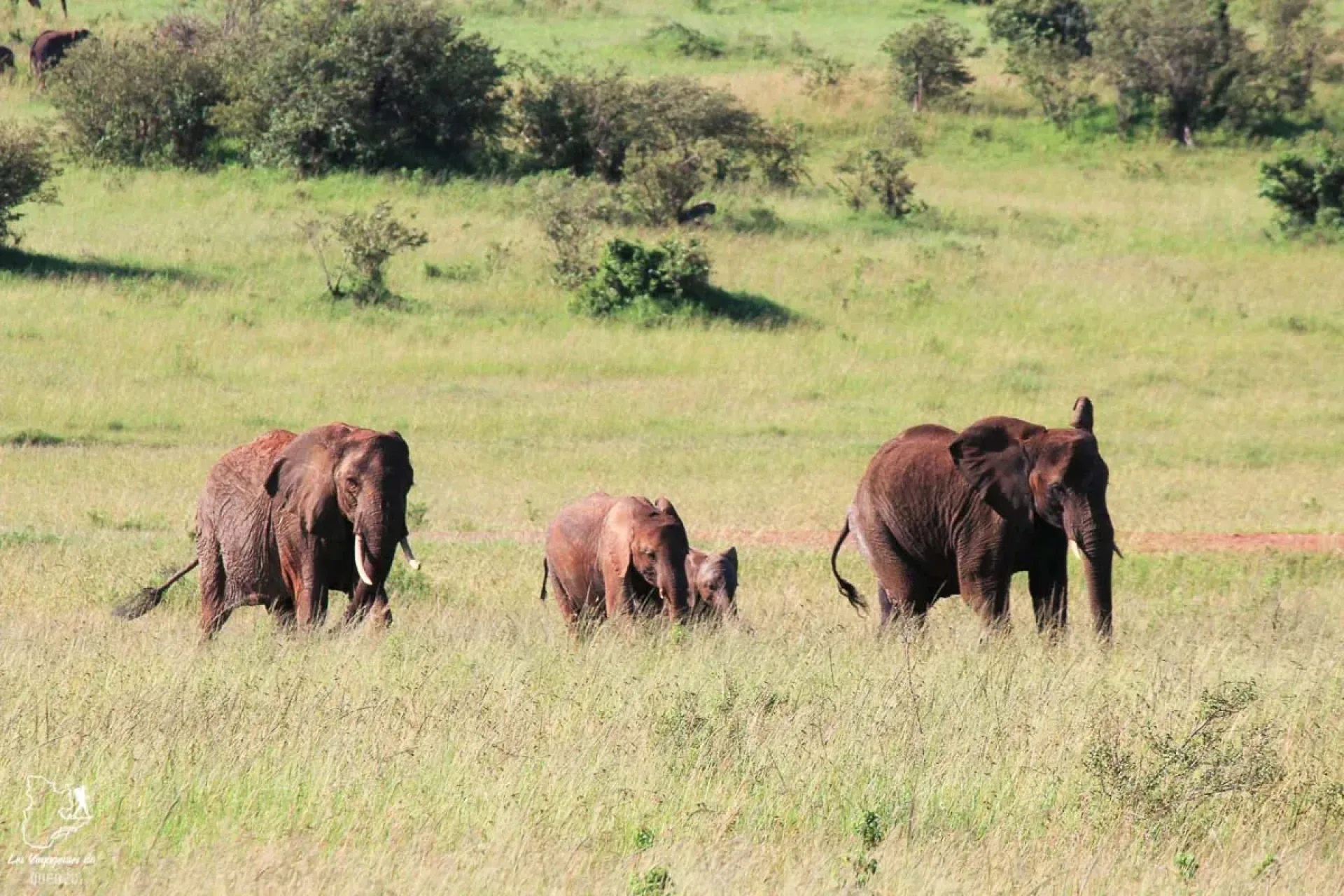 Safari Afrique prix par jour : conseils et organisation