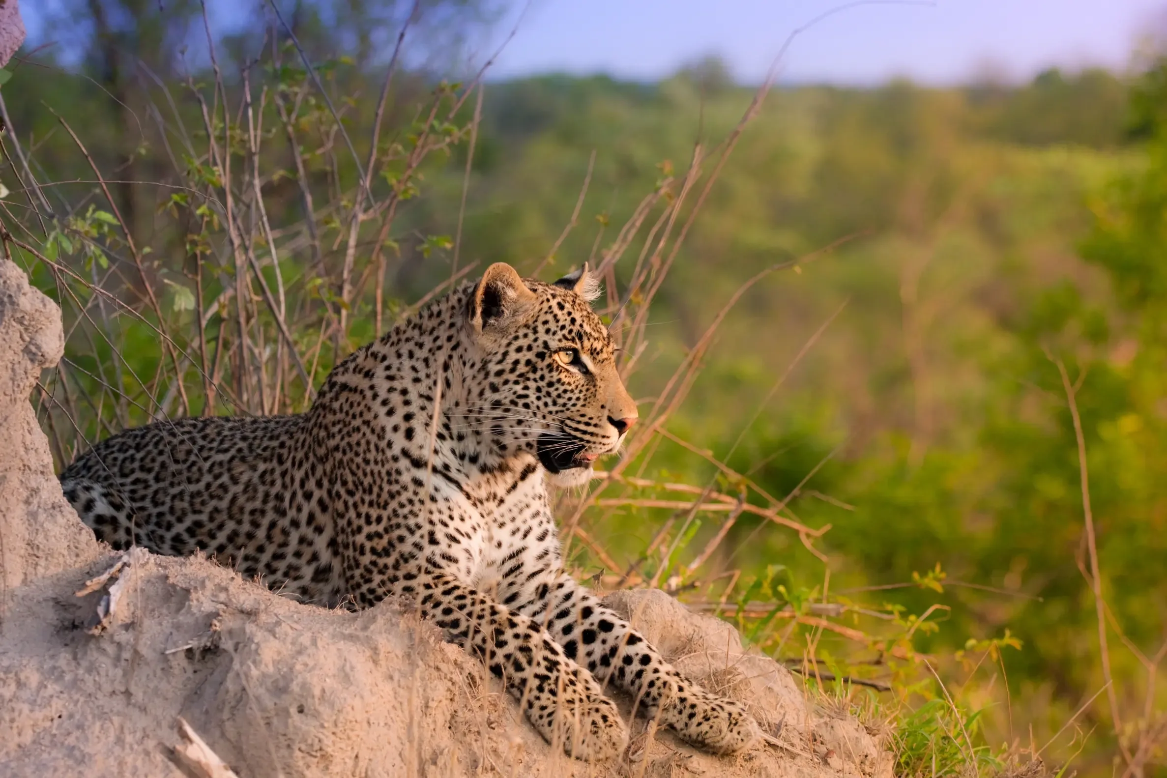 Safari Afrique saison sèche : conseils et organisation