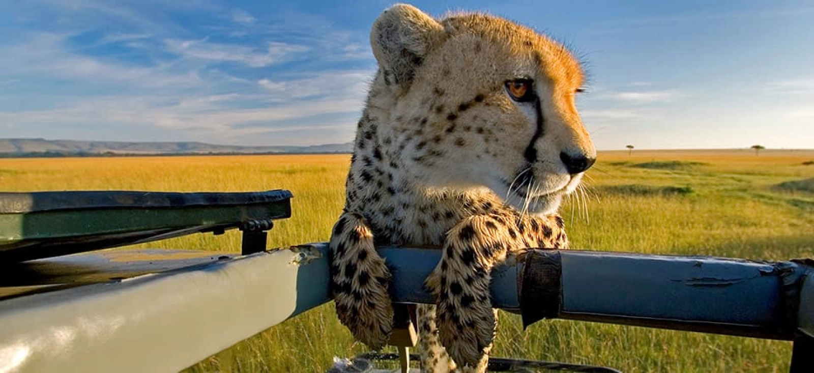 Safari Afrique tout compris 14 jours
