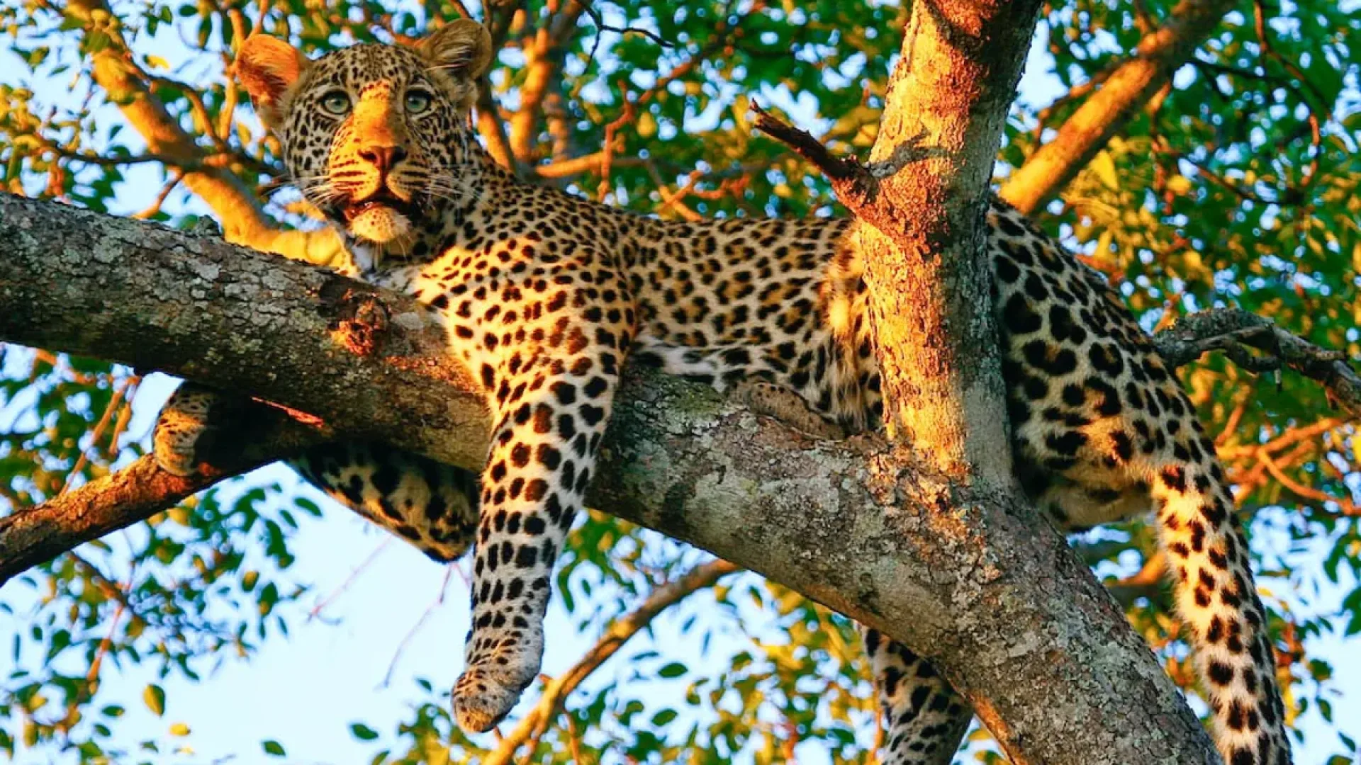 Safari Afrique tout compris : prix et inclusions