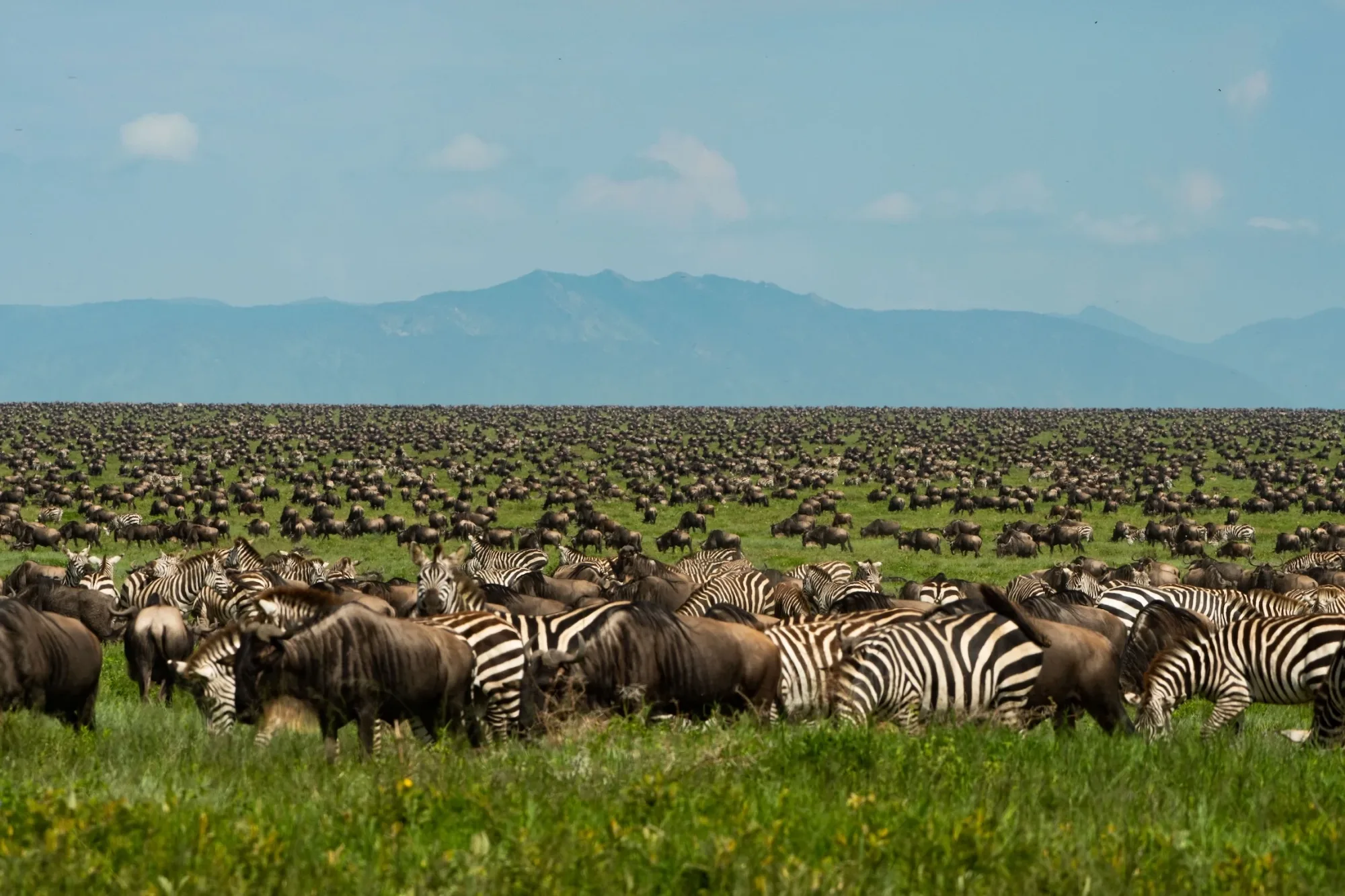 Safari de 7 jours : une semaine est-elle suffisante