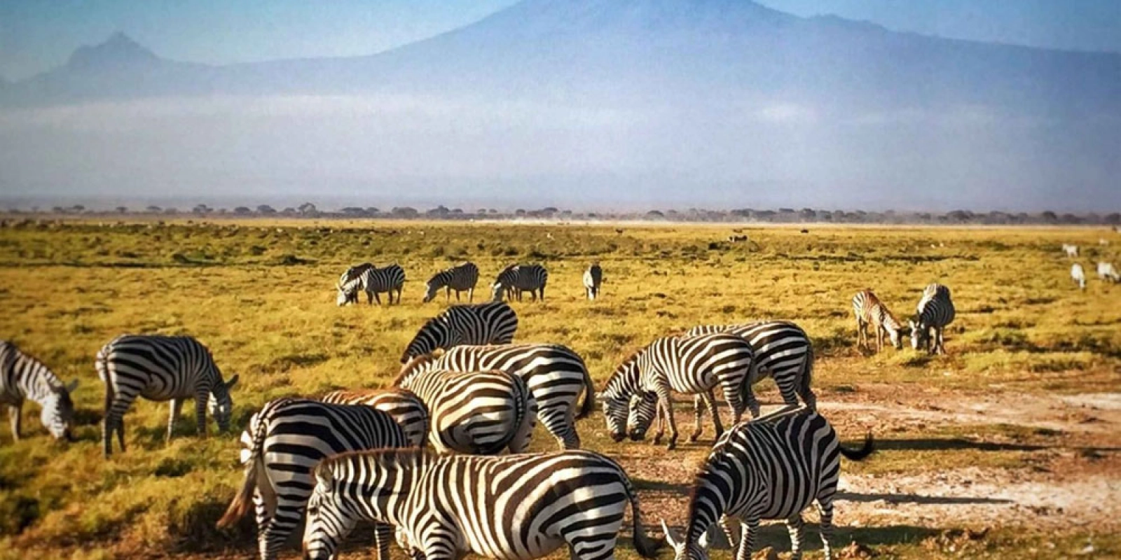 Safari in Amboseli National Park