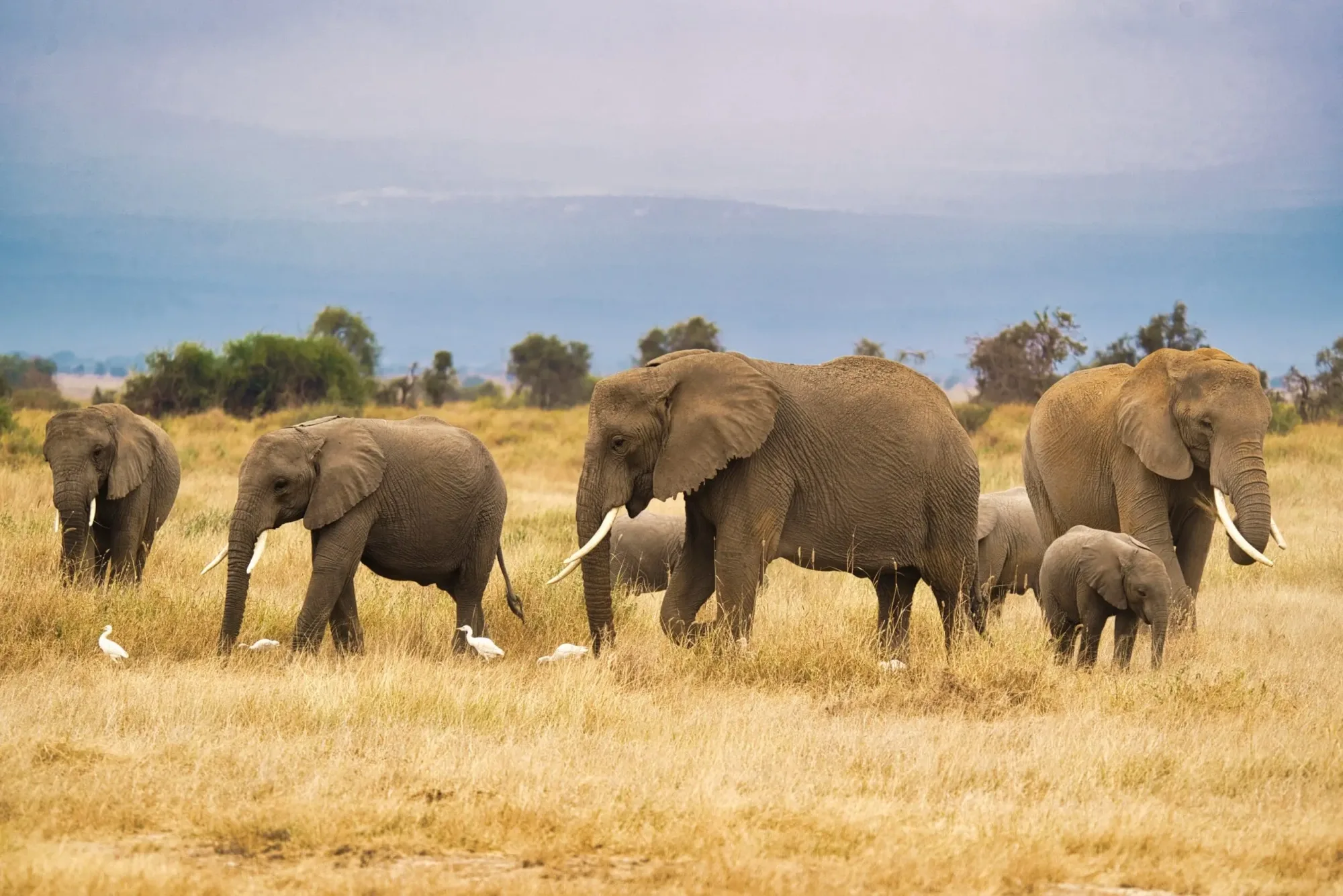 Safari in Amboseli National Park