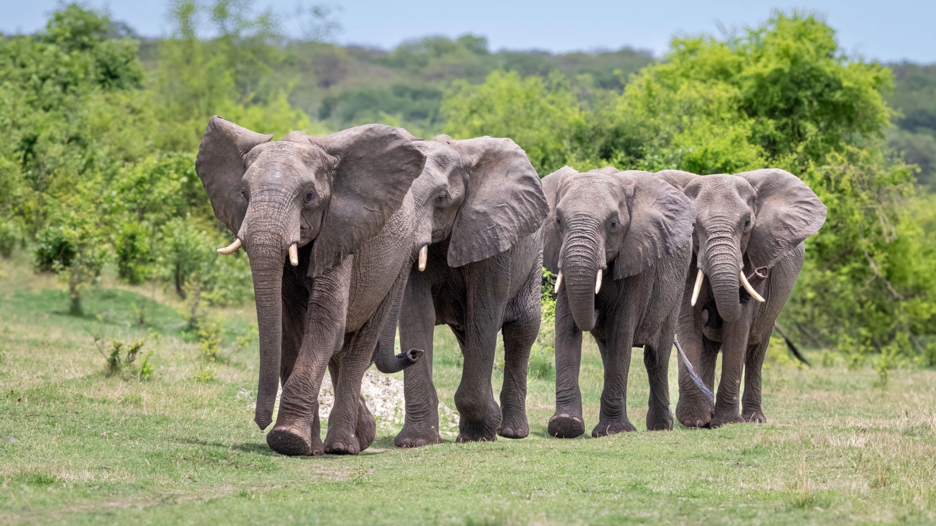 Safari in Amboseli National Park