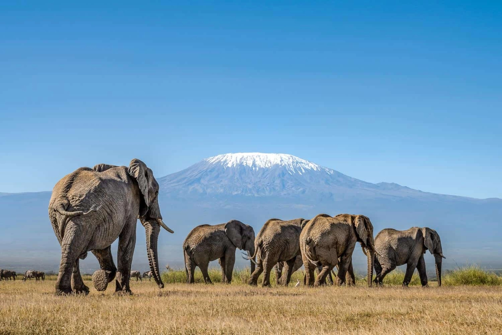 Safari in Amboseli National Park