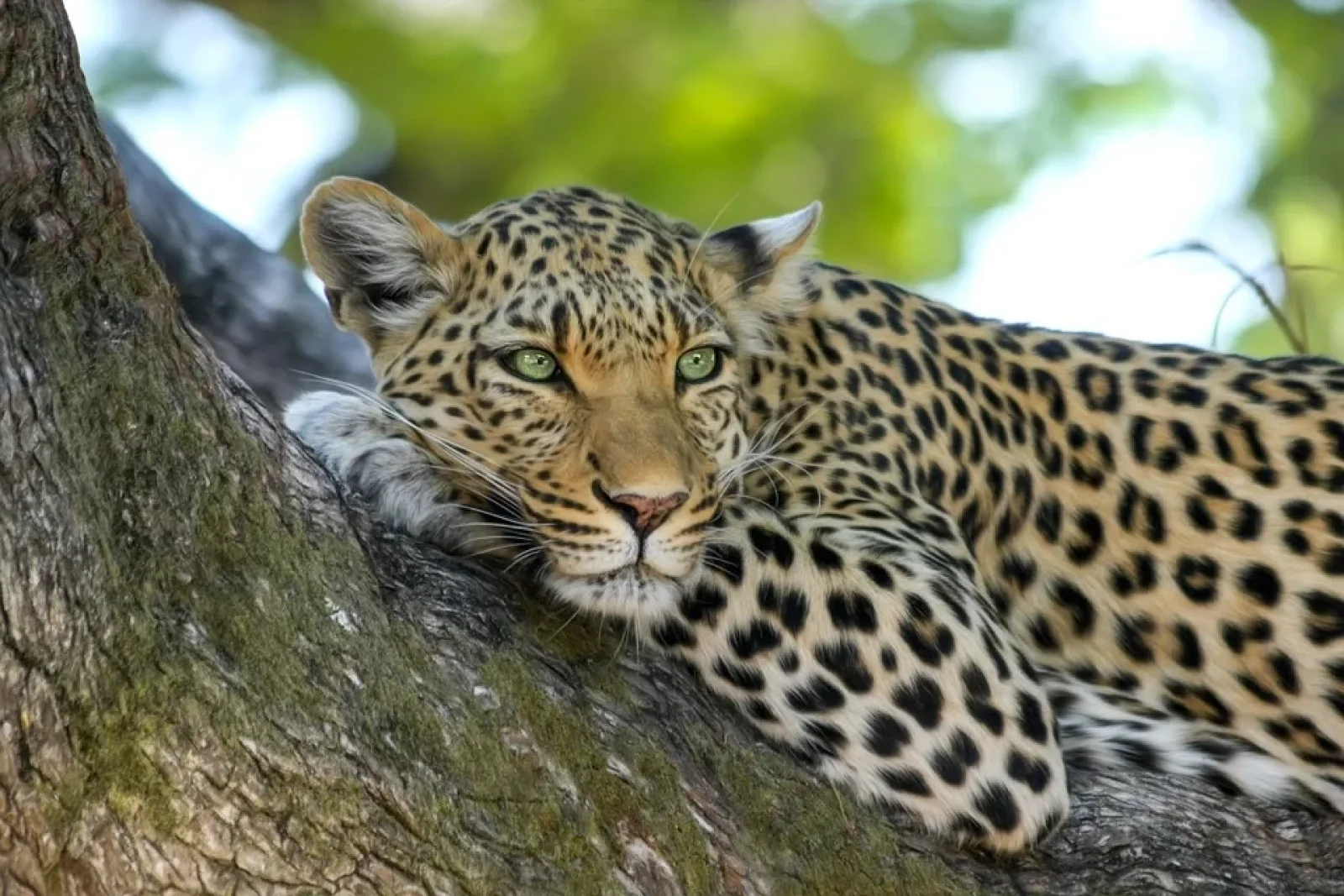 Safari in Botswana