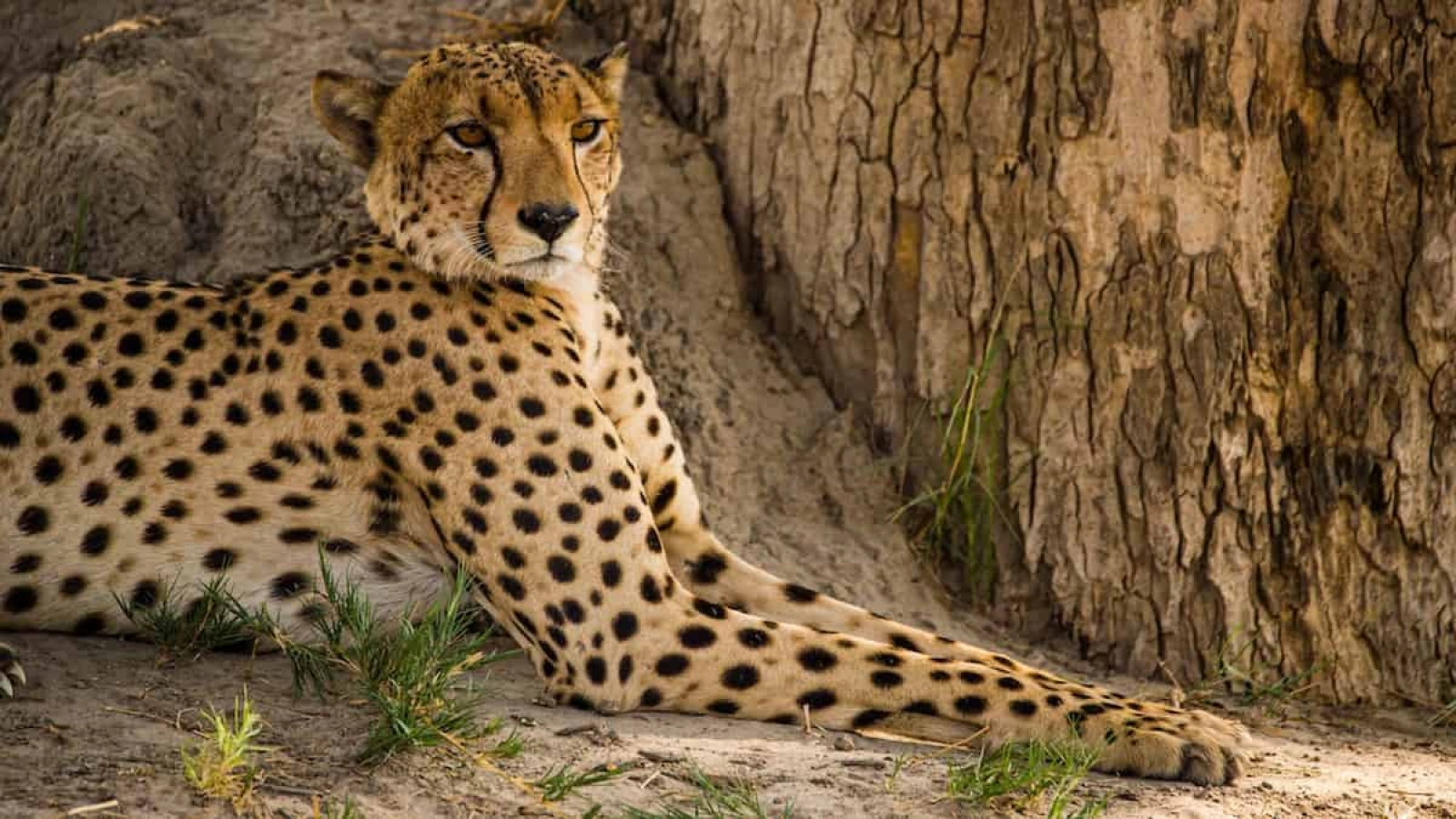 Safari in Botswana