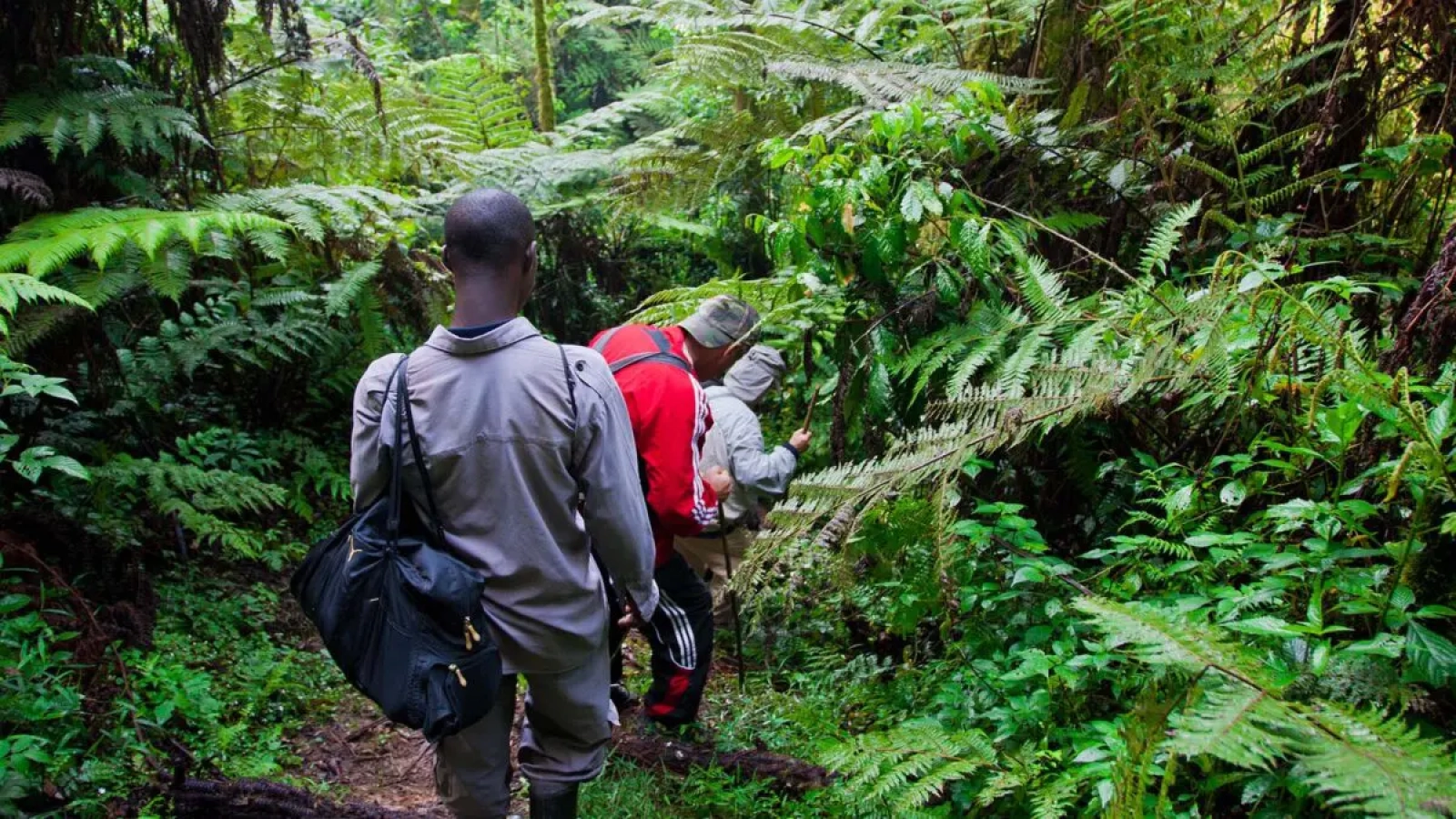 Safari in Bwindi Impenetrable National Park