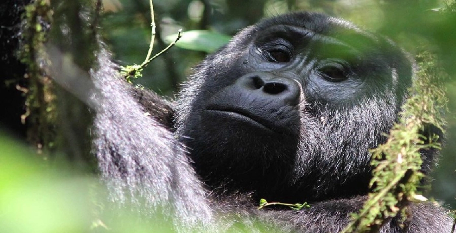 Safari in Bwindi Impenetrable National Park