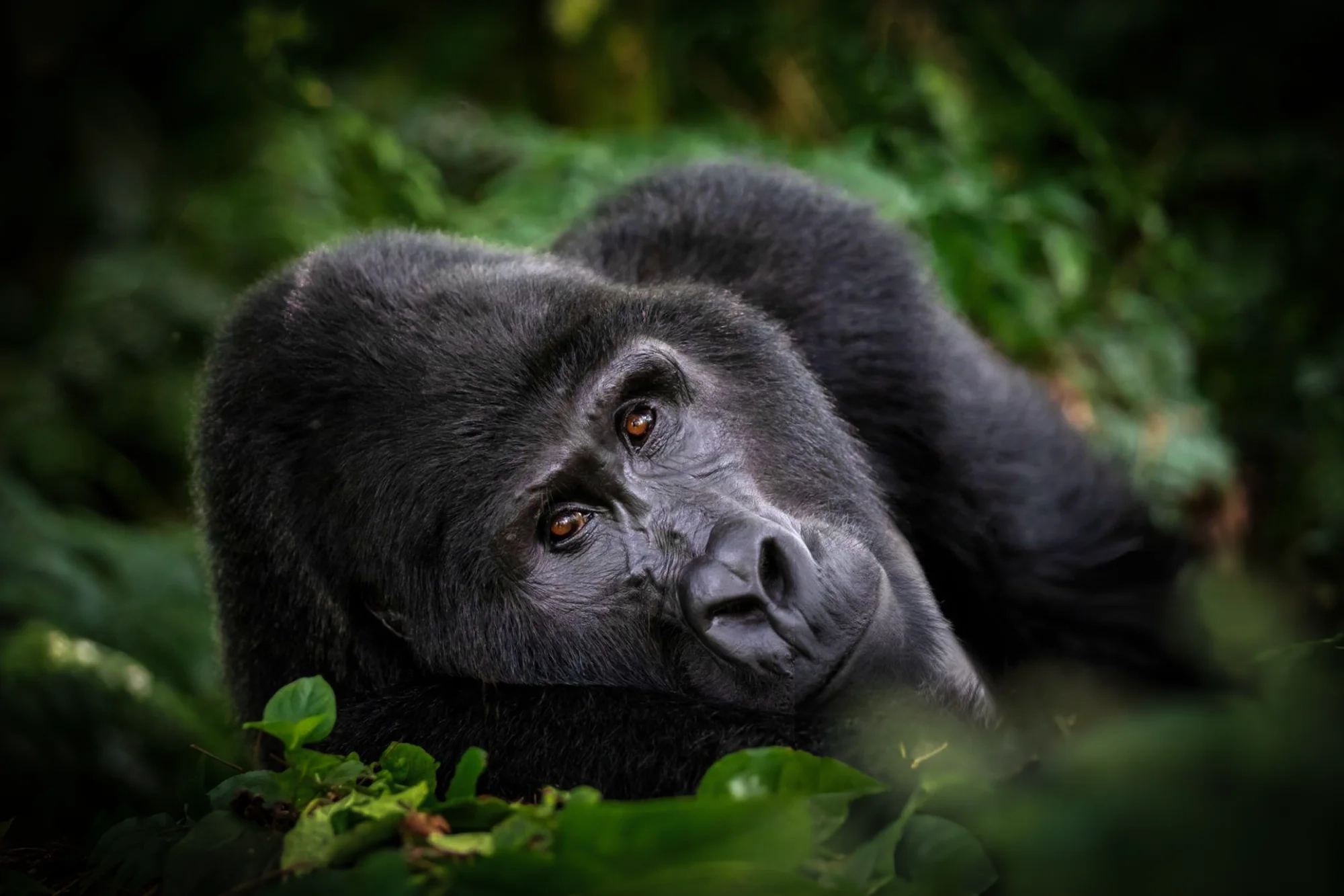 Safari in Bwindi Impenetrable National Park