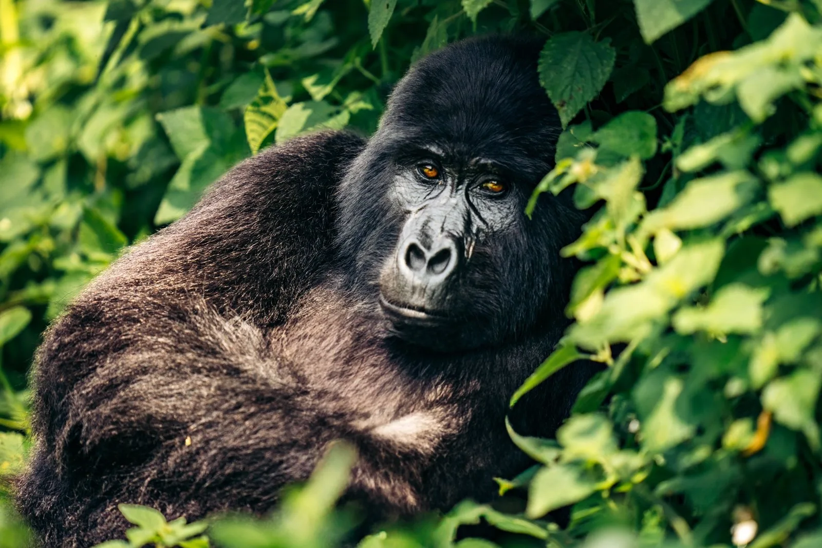 Safari in Bwindi Impenetrable National Park