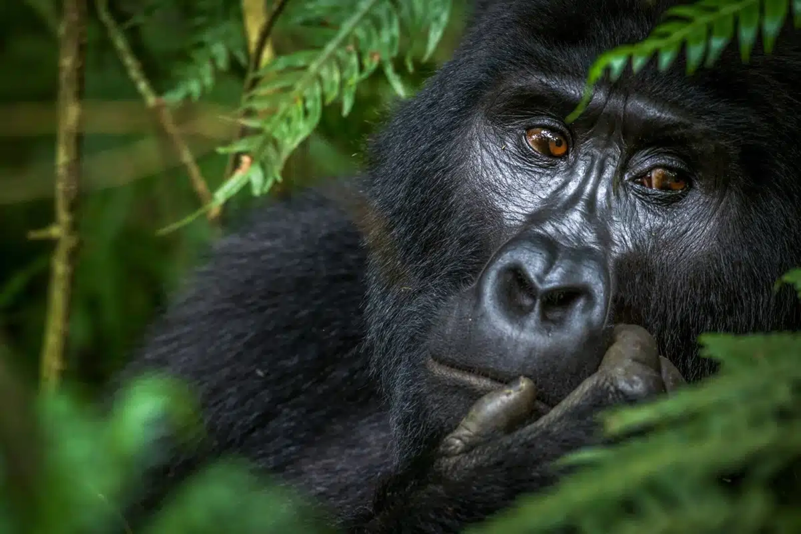 Safari in Bwindi Impenetrable National Park