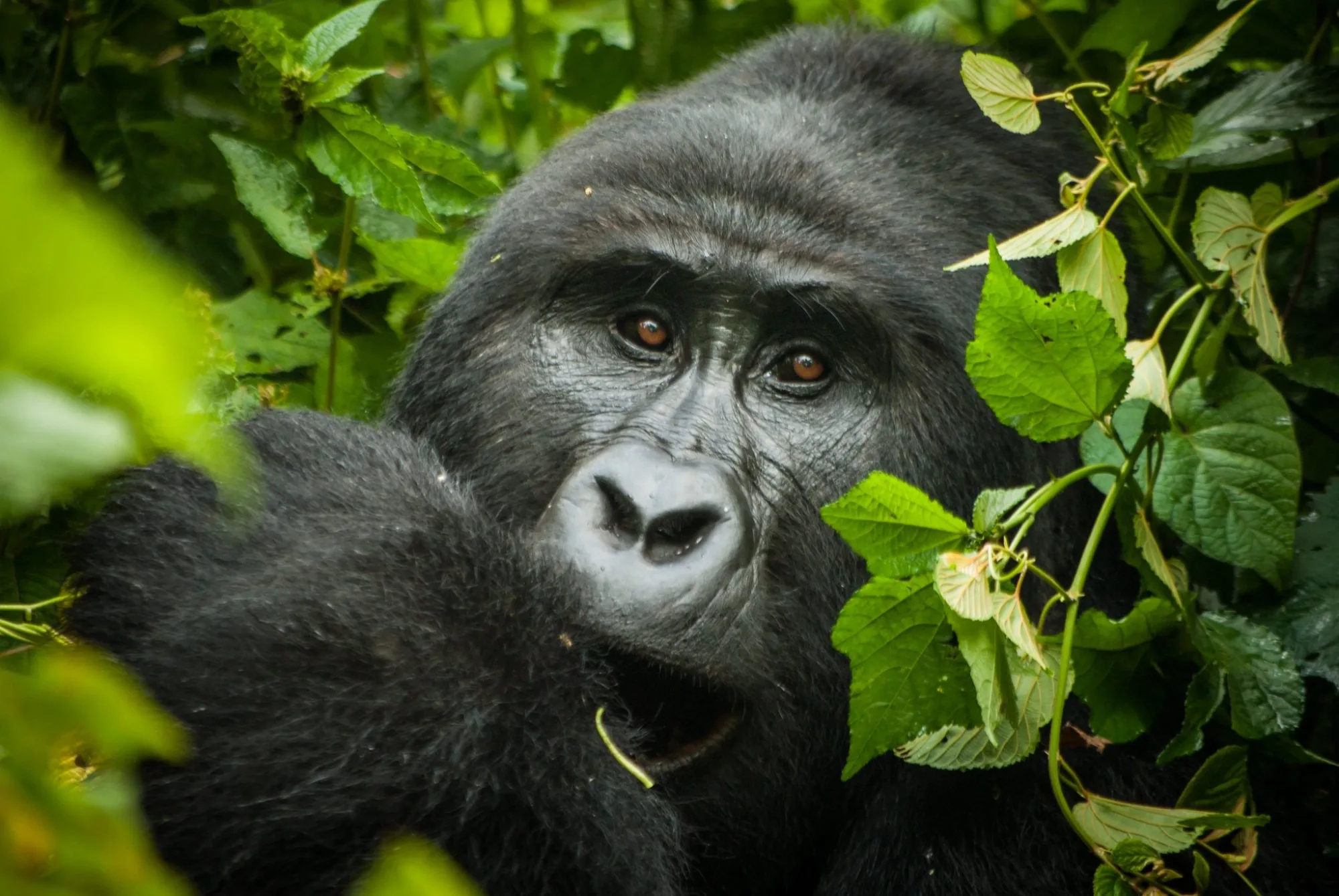Safari in Bwindi Impenetrable National Park