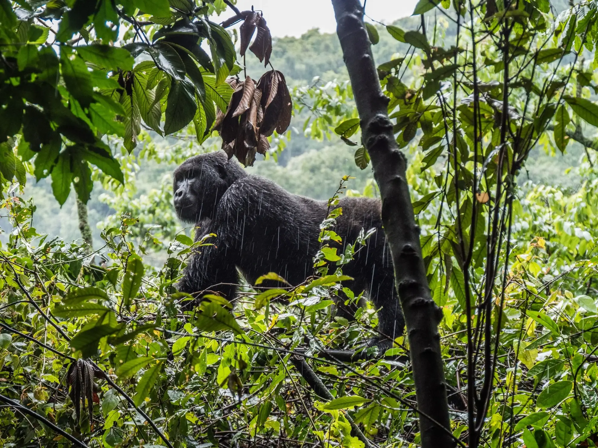 Safari in Bwindi Impenetrable National Park