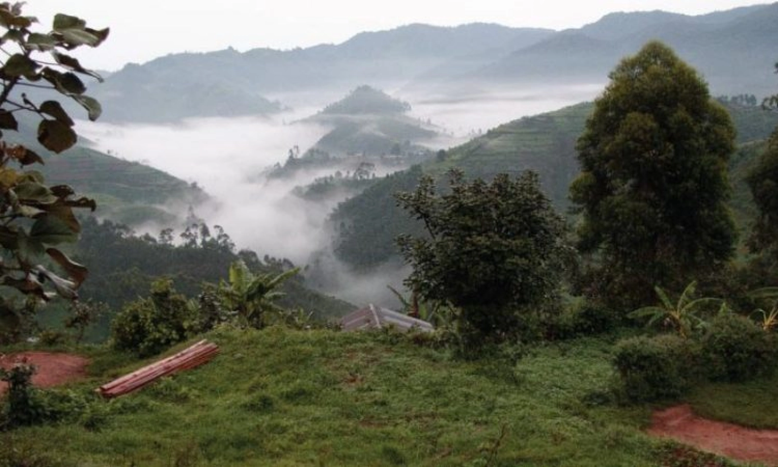 Safari in Bwindi Impenetrable National Park