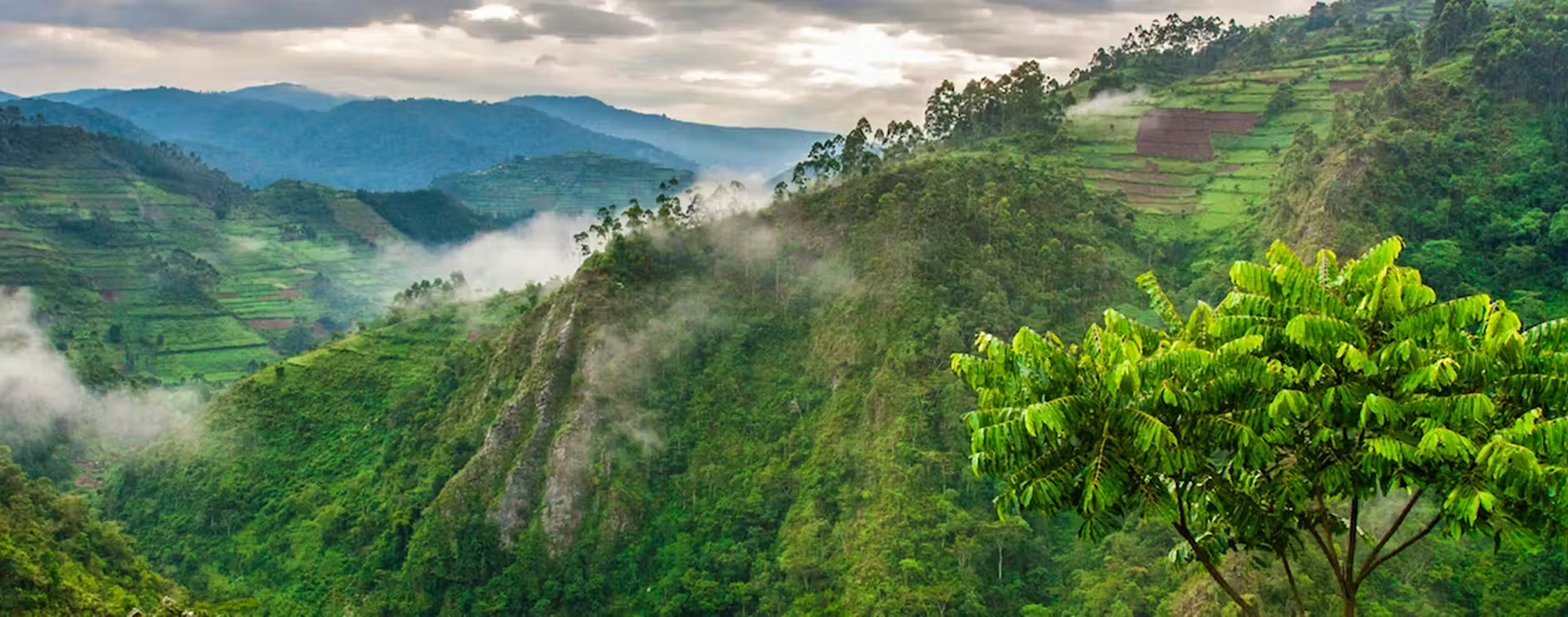 Safari in Bwindi Impenetrable National Park