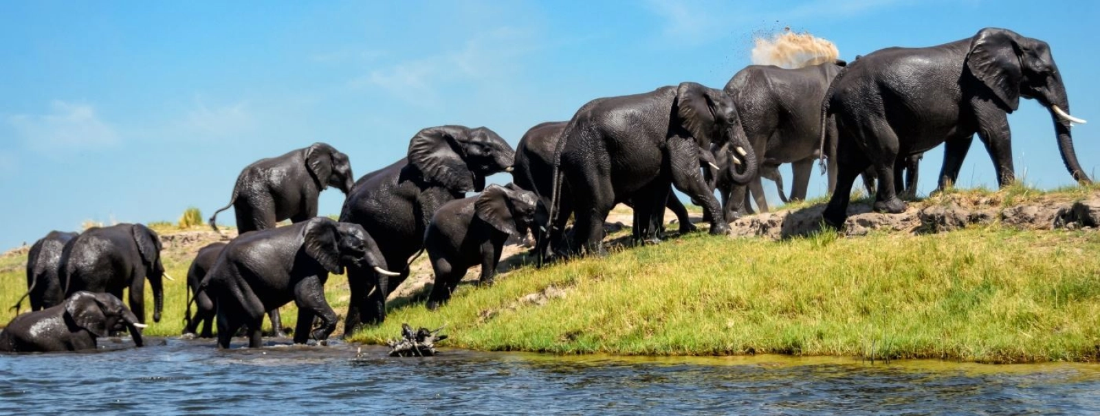 Safari in Chobe