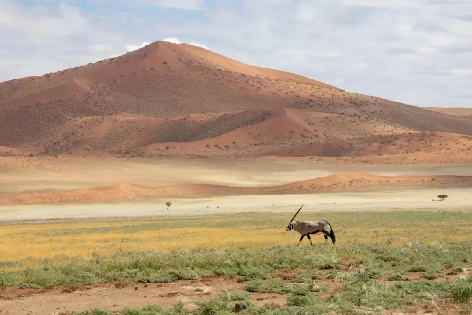 Safari in Etosha National Park