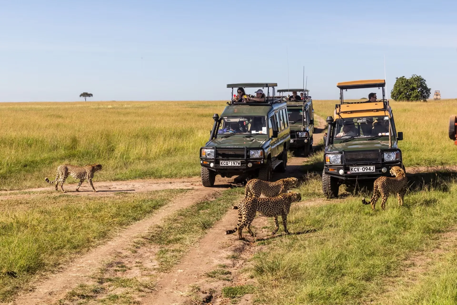 Safari in Kenya