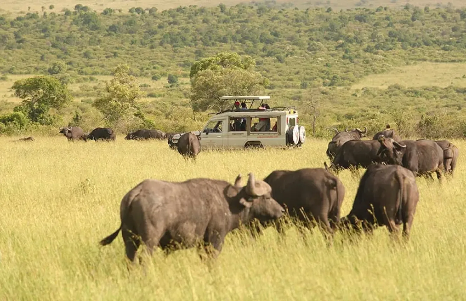 Safari in Kenya